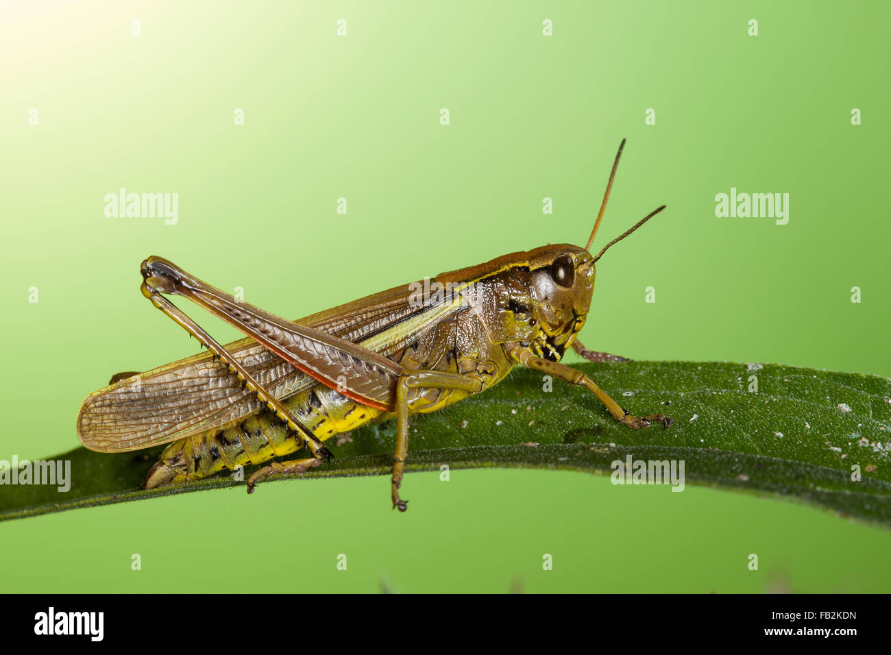 Grand le criquet, Sumpfschrecke Sumpf-Schrecke Stethophyma grossum,,, Mecostethus grossus, le criquet ensanglanté Banque D'Images