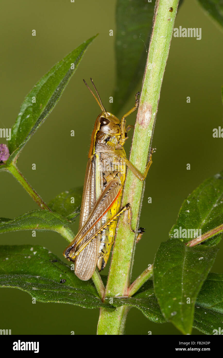 Grand le criquet, Sumpfschrecke Sumpf-Schrecke Stethophyma grossum,,, Mecostethus grossus, le criquet ensanglanté Banque D'Images