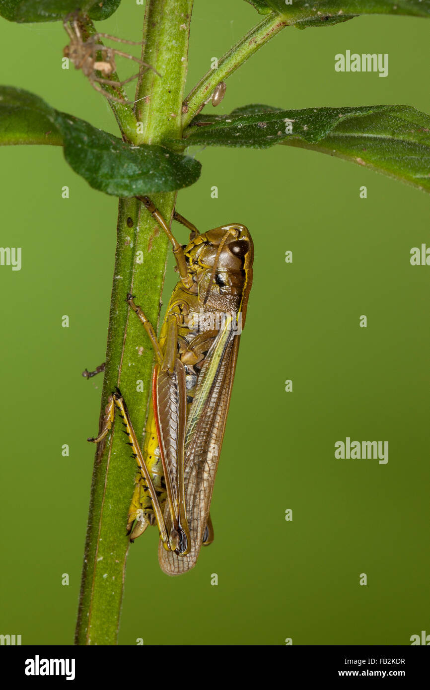 Grand le criquet, Sumpfschrecke Sumpf-Schrecke Stethophyma grossum,,, Mecostethus grossus, le criquet ensanglanté Banque D'Images