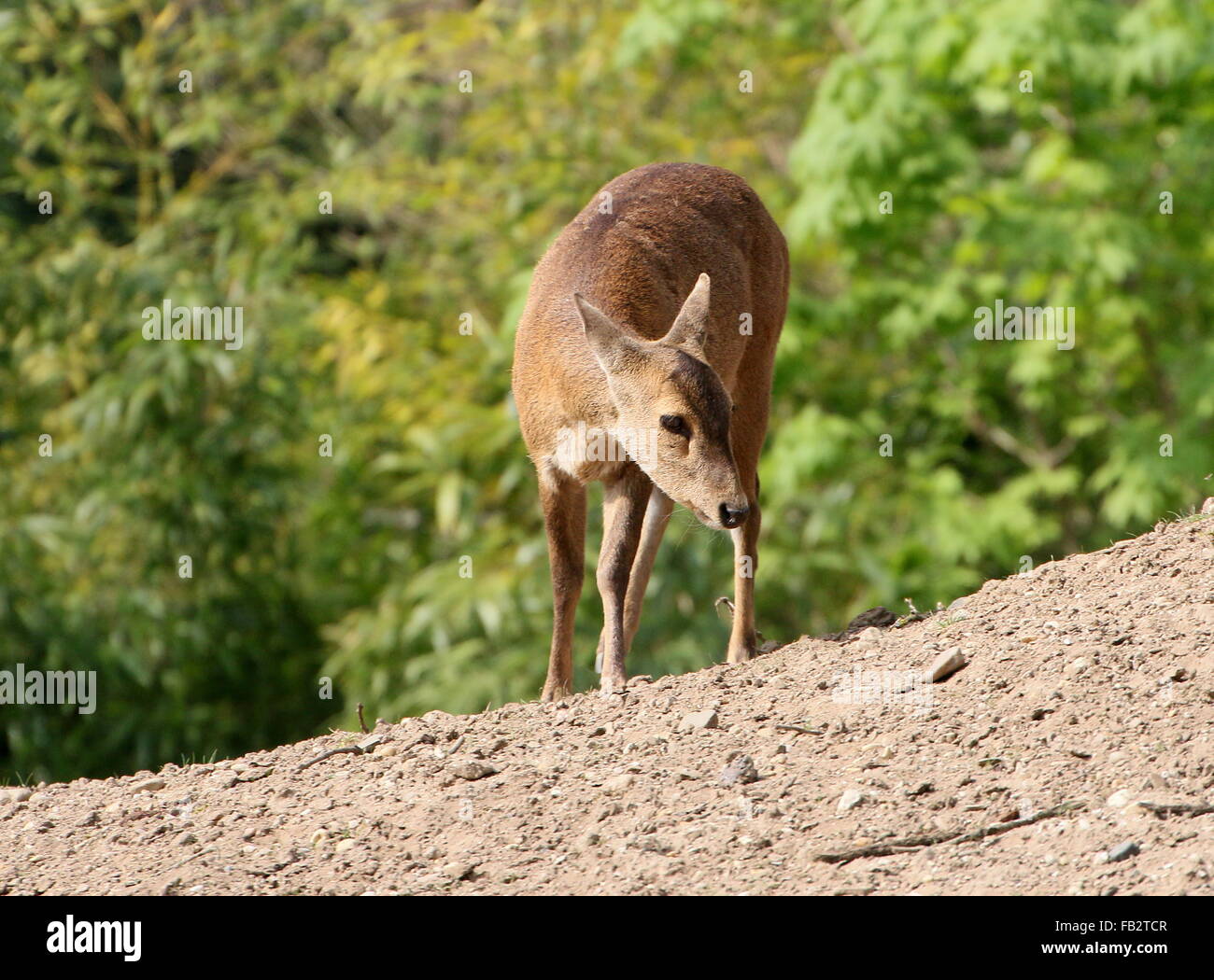 Porc féminins deer (Axis Porcinus, Hyelaphus porcinus), originaire du Pakistan à l'ouest de la Thaïlande Banque D'Images