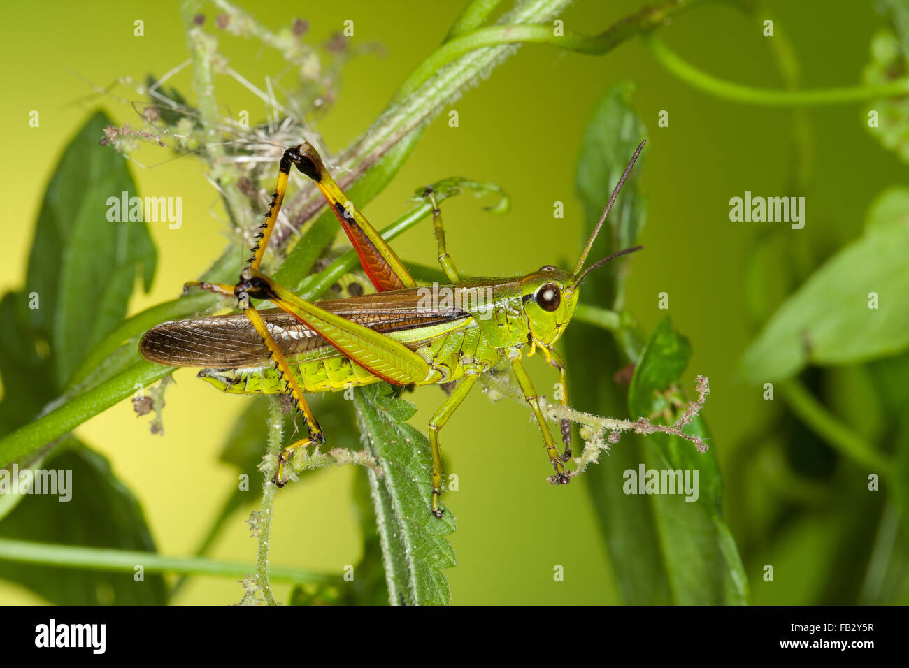 Grand le criquet, Sumpfschrecke Sumpf-Schrecke Stethophyma grossum,,, Mecostethus grossus, le criquet ensanglanté Banque D'Images