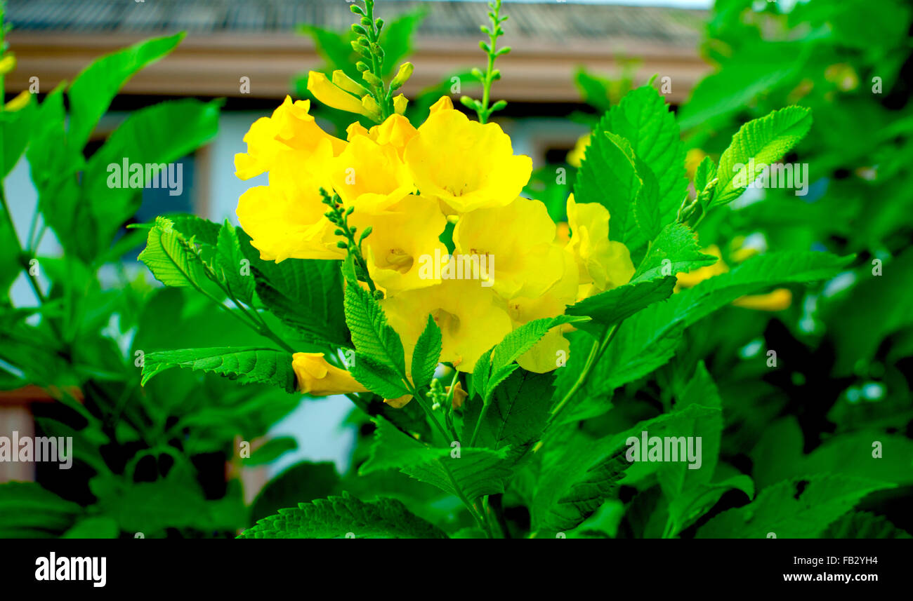 Tecoma stans fleurs jaune tropical Banque de photographies et d'images à  haute résolution - Alamy