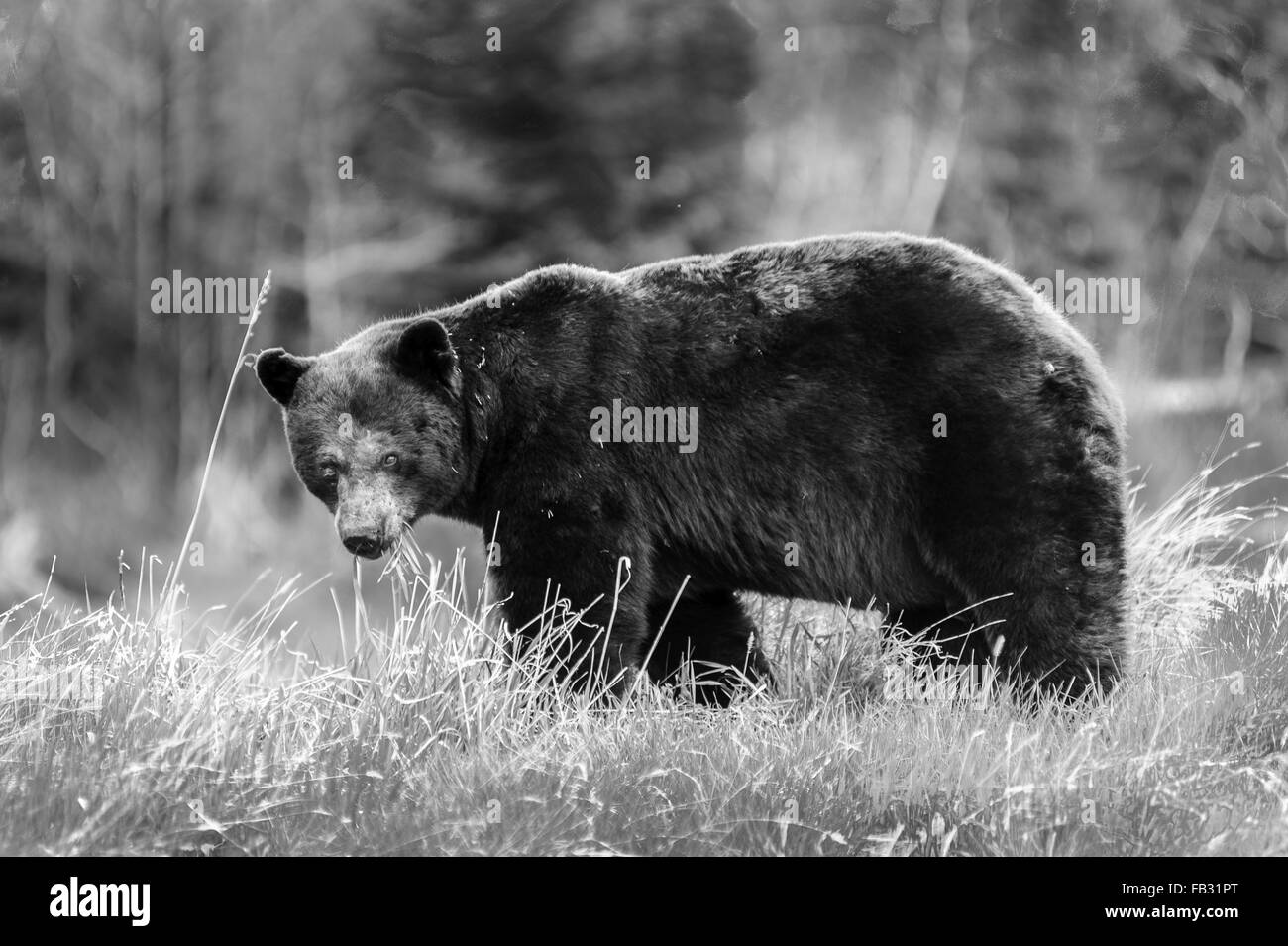 Ours grizzli (Ursus arctos horribilis) libre de marcher dans le canyon Red Rock Parkway,Waterton Lakes National Park, Alberta, Banque D'Images