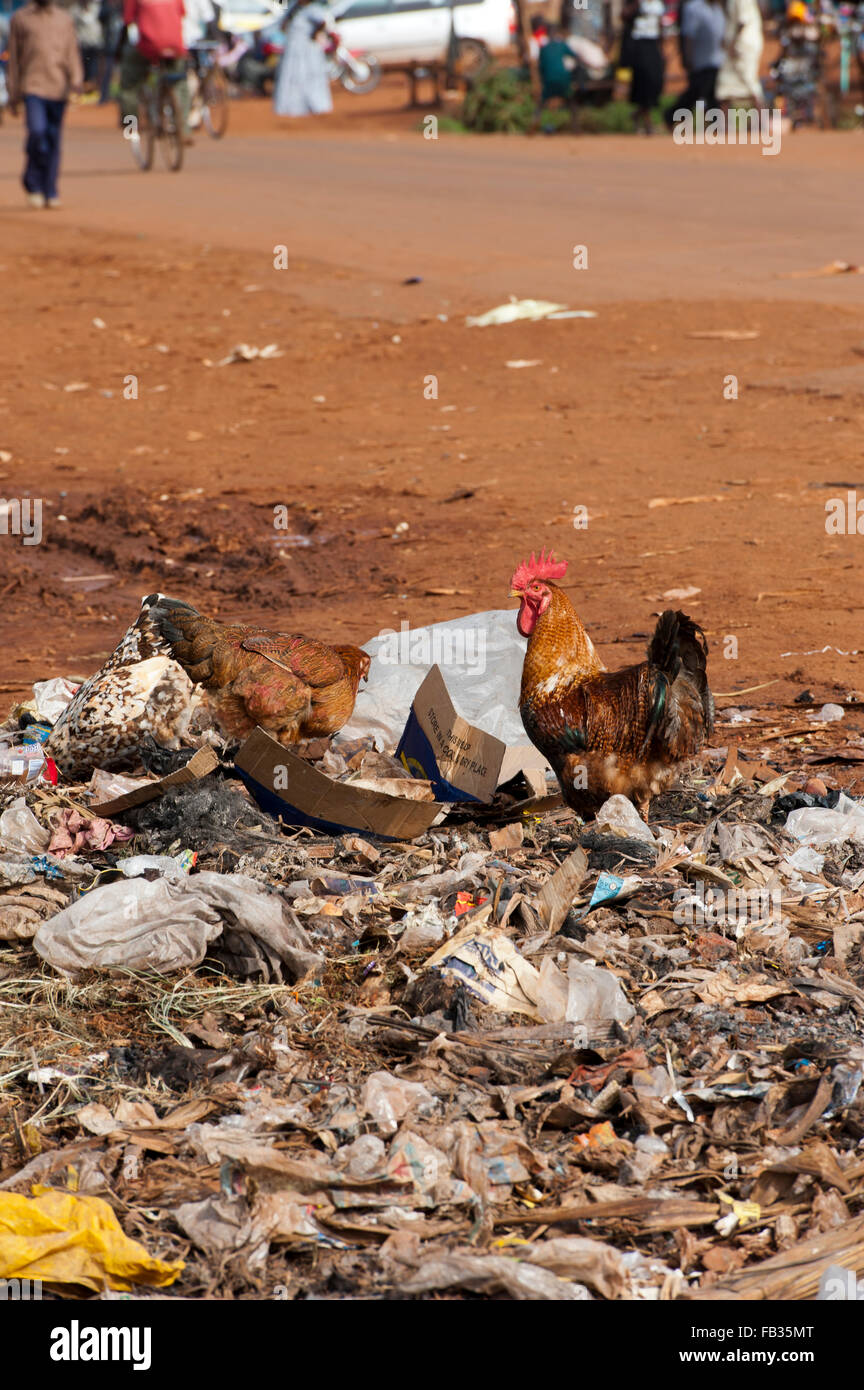 Ville frontière de Bumala occupé au Kenya, près de la frontière avec l'Ouganda, avec des poules sur décharge. Banque D'Images