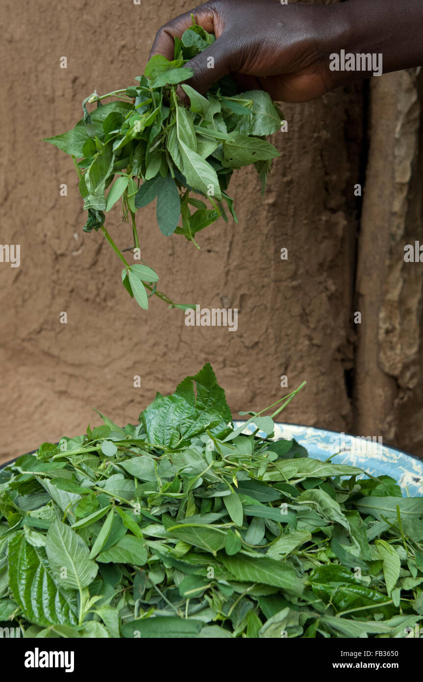 La préparation de la famille feuilles vertes pour un repas. Au Kenya. Banque D'Images