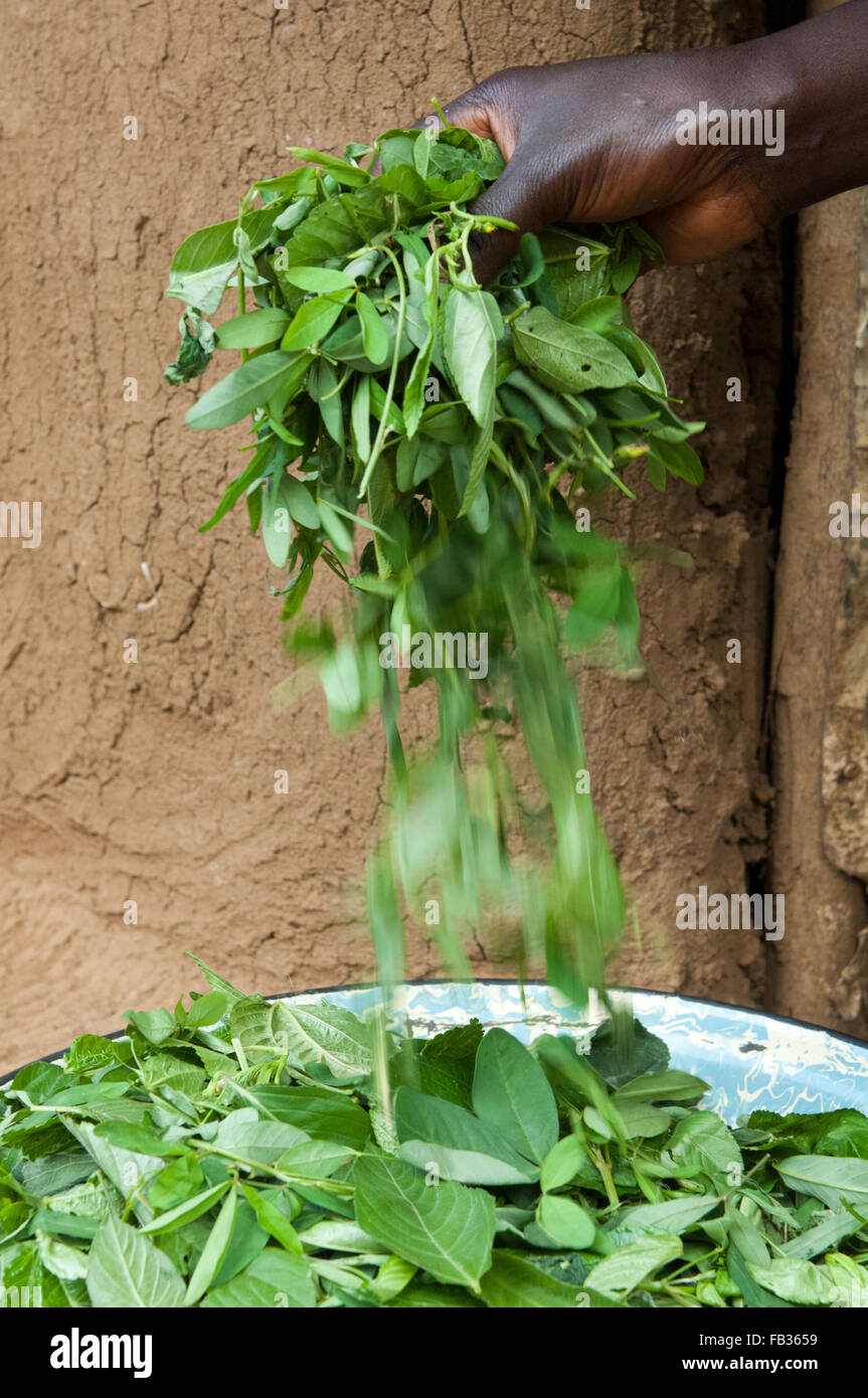 La préparation de la famille feuilles vertes pour un repas. Au Kenya. Banque D'Images