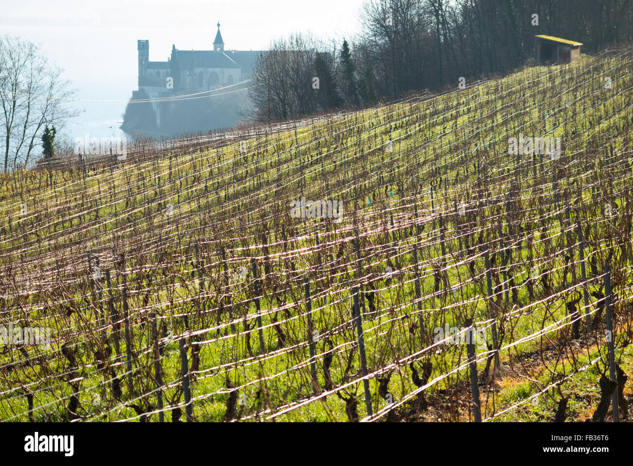 Vignoble français / vignoble en hiver. L'abbaye d'Hautecombe n° Aix-les-bains, Savoie / Savoie et Lac du Borget, est en arrière-plan. France. Banque D'Images