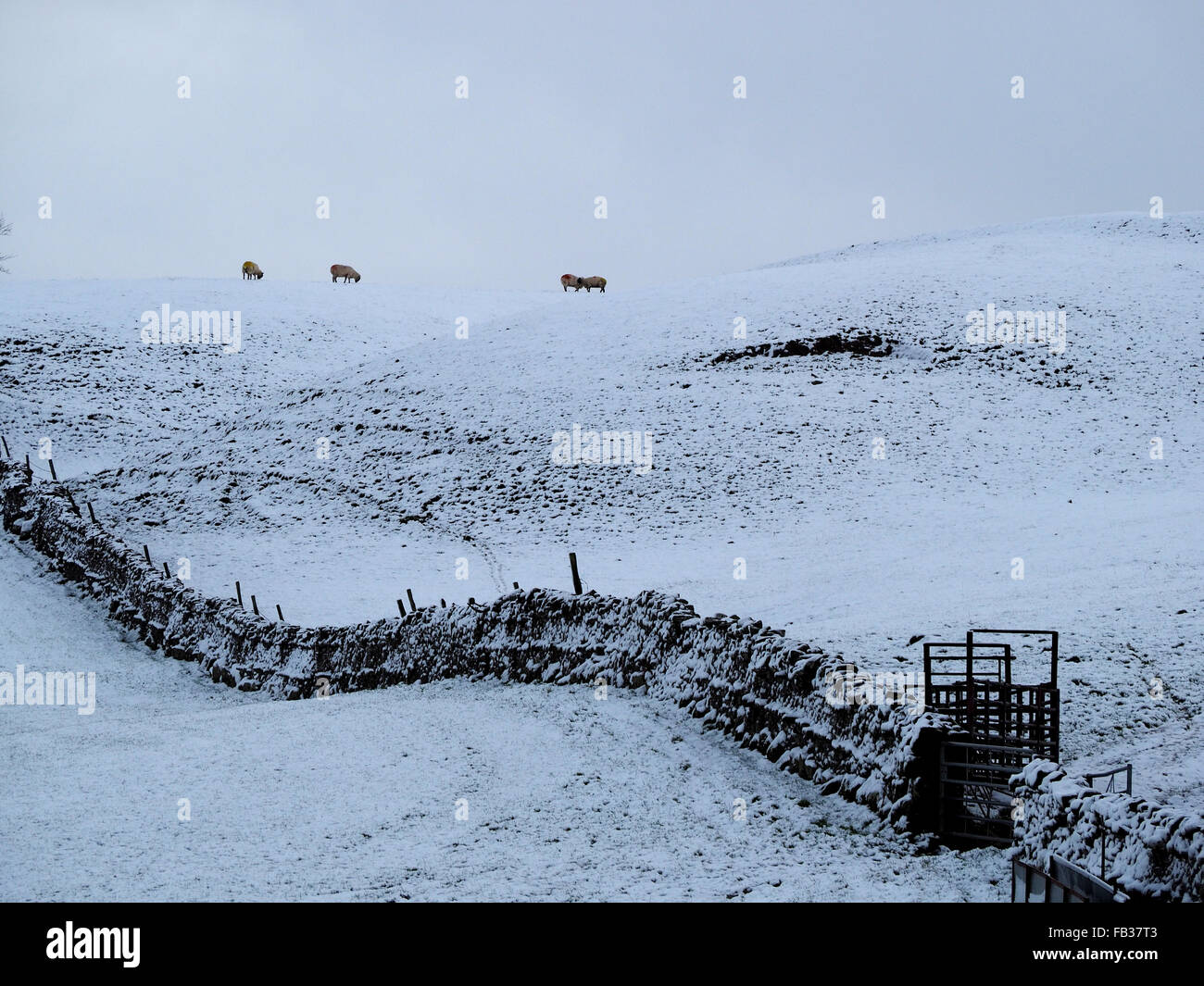 Paysage de collines enneigées en Cumbria rural avec des moutons sur l'horizon et mur en pierre sèche Banque D'Images