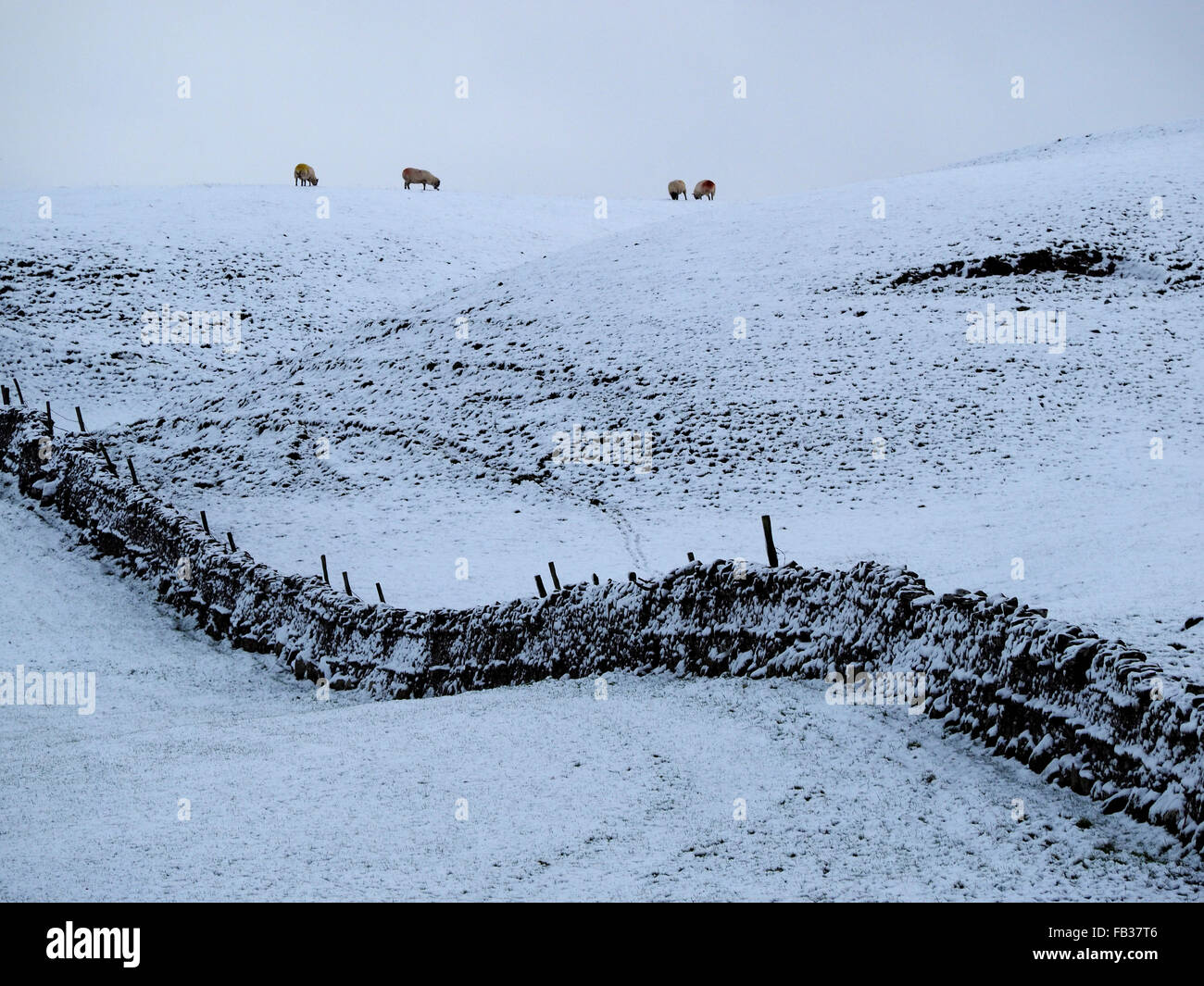 Paysage de collines enneigées en Cumbria rural avec des moutons sur l'horizon et mur en pierre sèche Banque D'Images