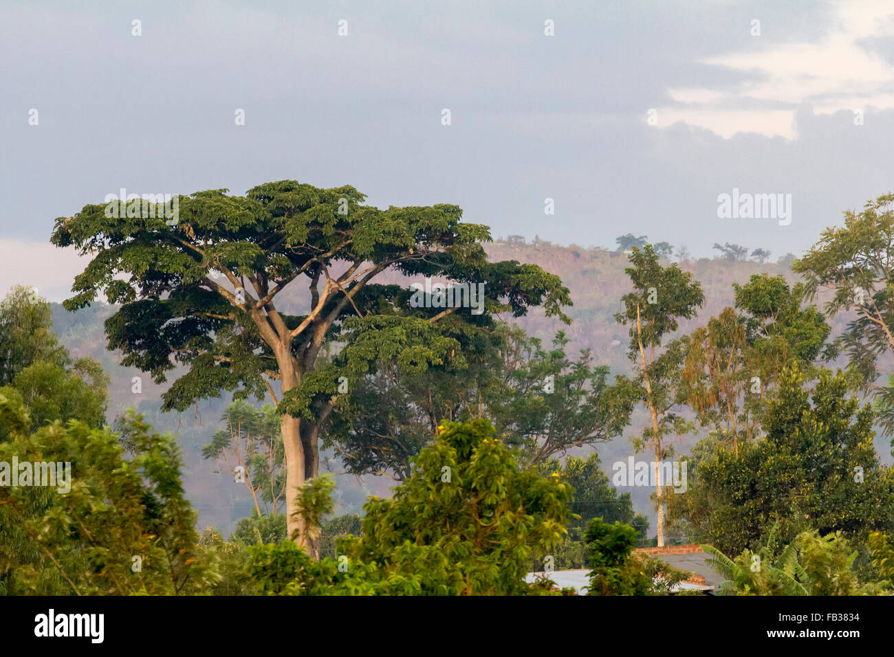 Paysage africain auprès d'arbre géant Banque D'Images