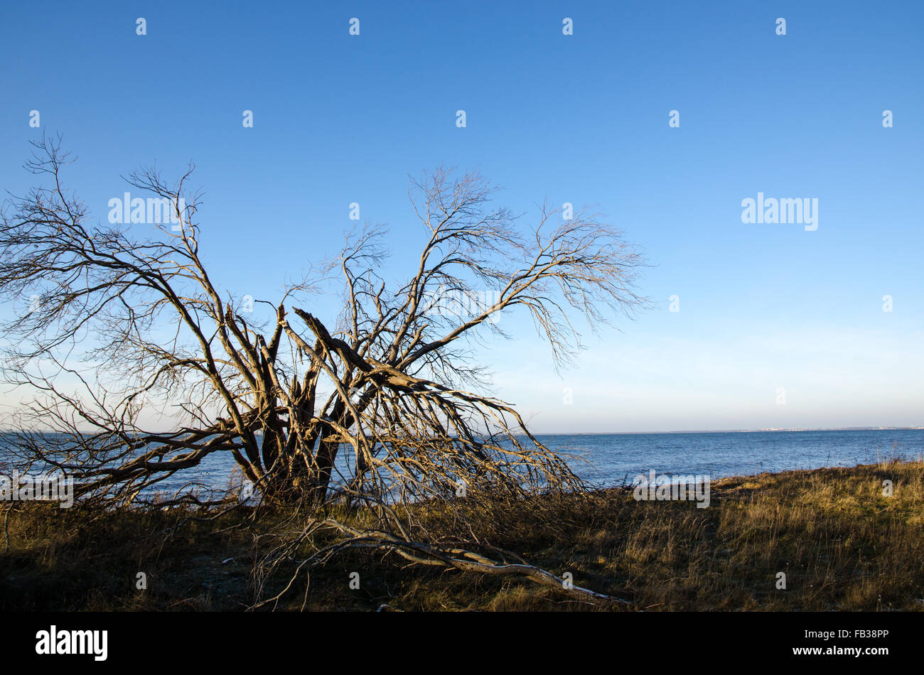 Grand arbre à la côte est endommagé par la tempête Banque D'Images