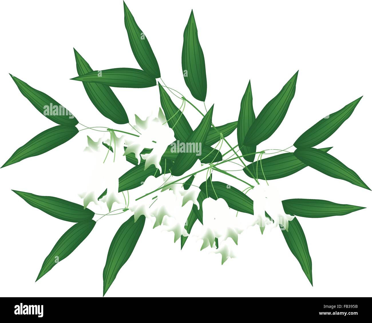 Belle Fleur, Illustration de fleurs blanches Solomons Seal ou Polygonatum Multiflorum vert avec fleurs feuilles isolées sur T Illustration de Vecteur