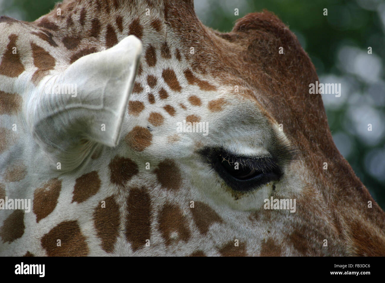 Tête de girafe close up Banque D'Images