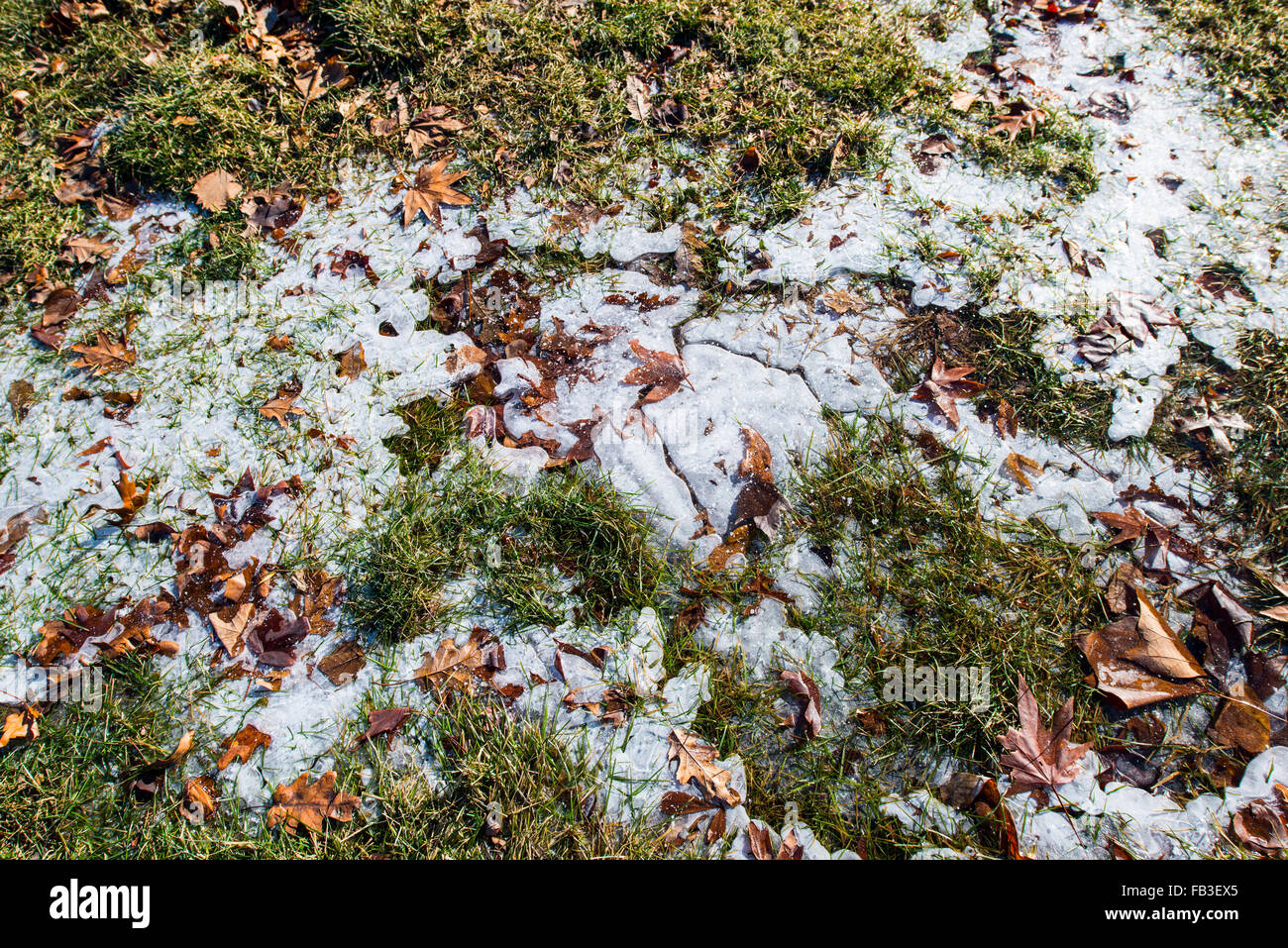Formations de glace sur l'herbe morte en hiver Banque D'Images