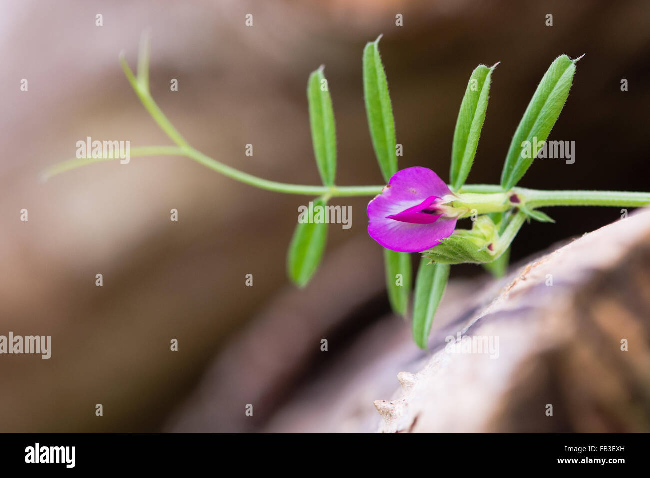 Vesce commune (Vicia sativa) en fleurs. Un membre de la famille des pois (Fabaceae), vu ici en culture des fleurs sur du bois Banque D'Images