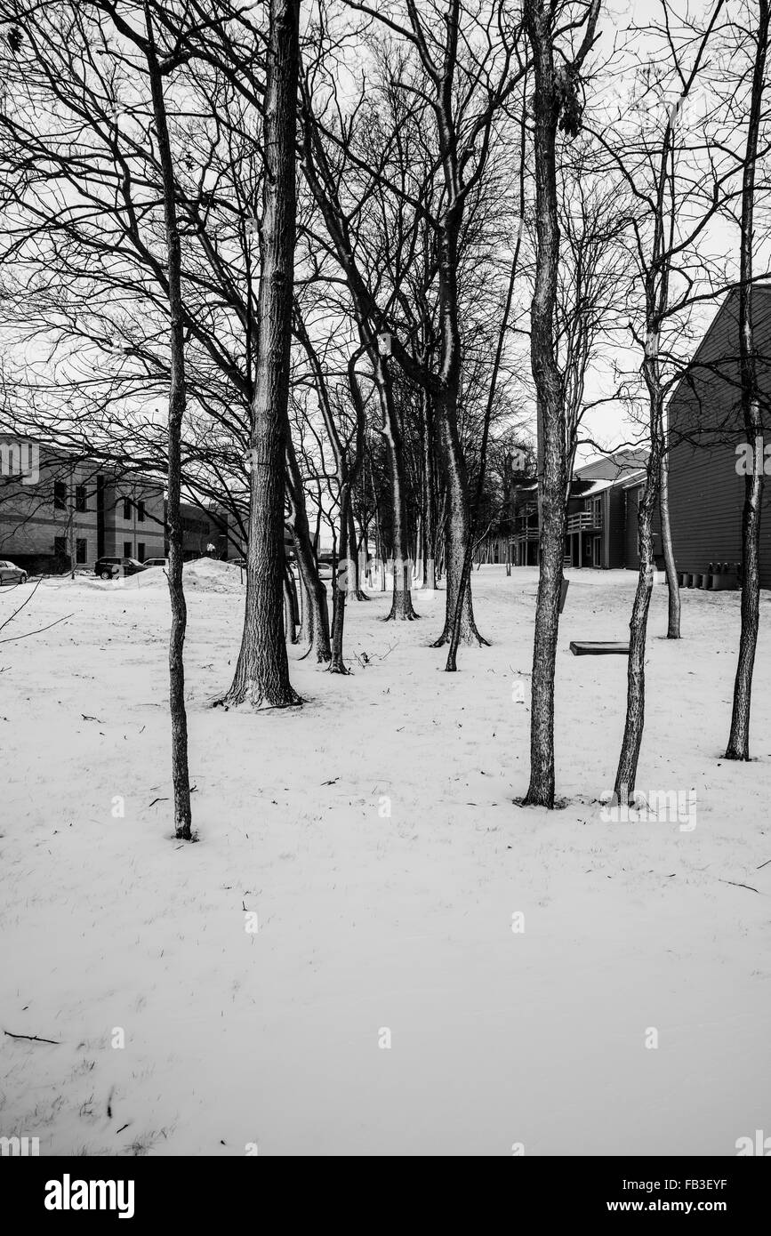 Le noir et blanc d'arbres sans feuilles de neige au milieu de l'hiver Banque D'Images