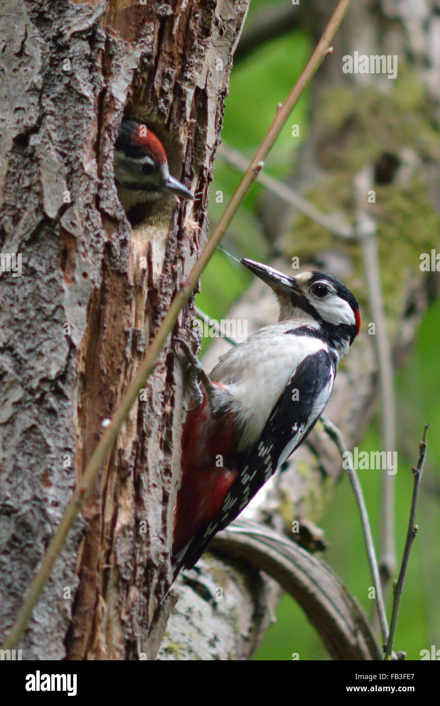 Great spotted woodpecker (Dendrocopos major) alimentation des jeunes. Un pic parent arrive au nid avec un bec plein de nourriture Banque D'Images