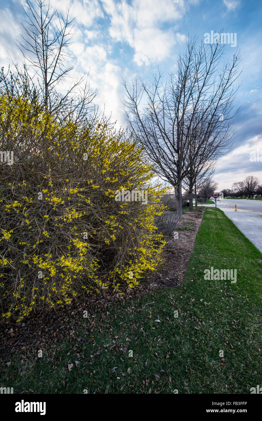 Bush floraison jaune en premier plan des arbres en herbe sur un jour de printemps ensoleillé Banque D'Images