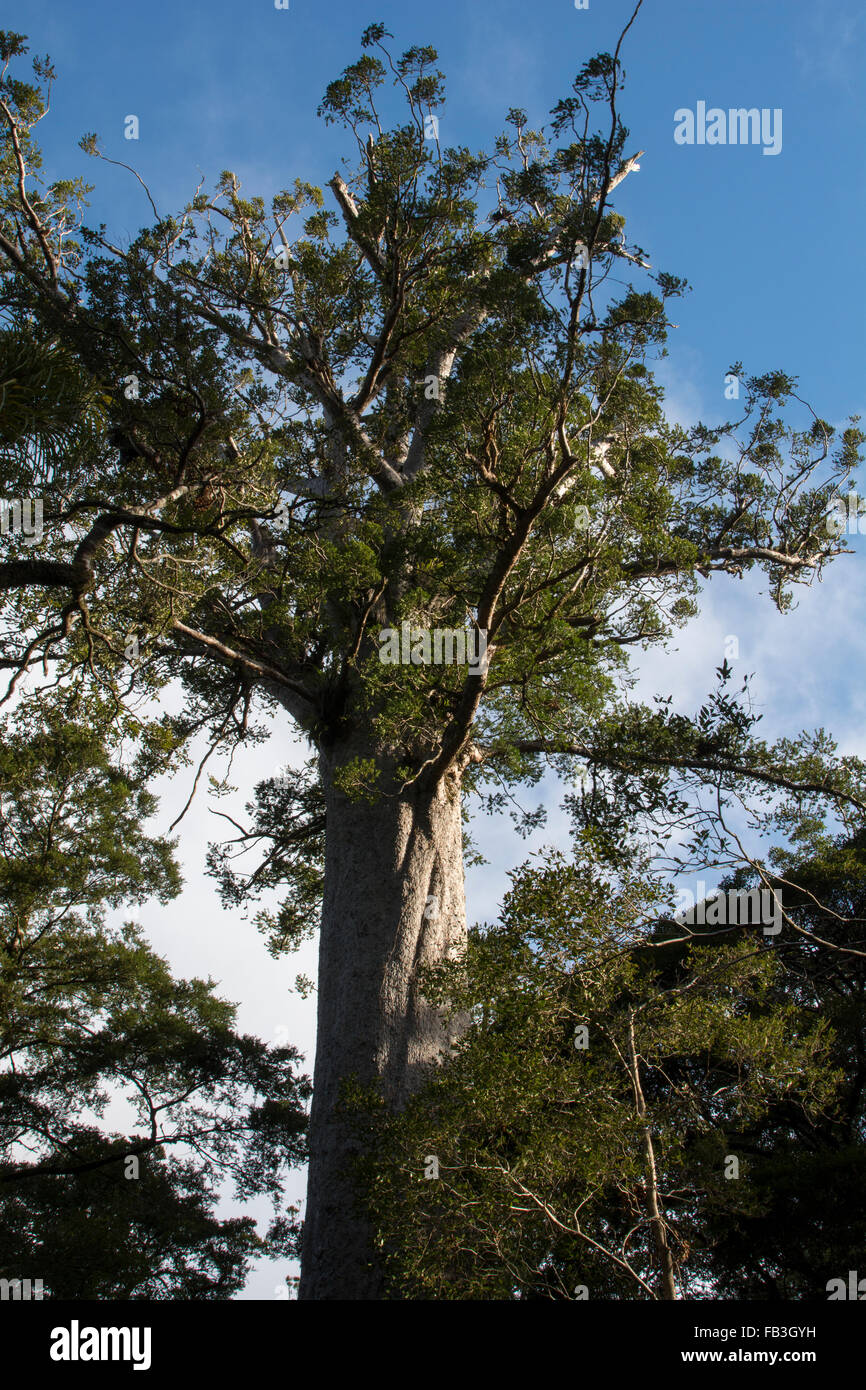 Omahuta Forest est un des plus impressionnants de la forêt de Kauri restants en Nouvelle-Zélande. Il est le sixième plus grand arbre Kauri. Banque D'Images