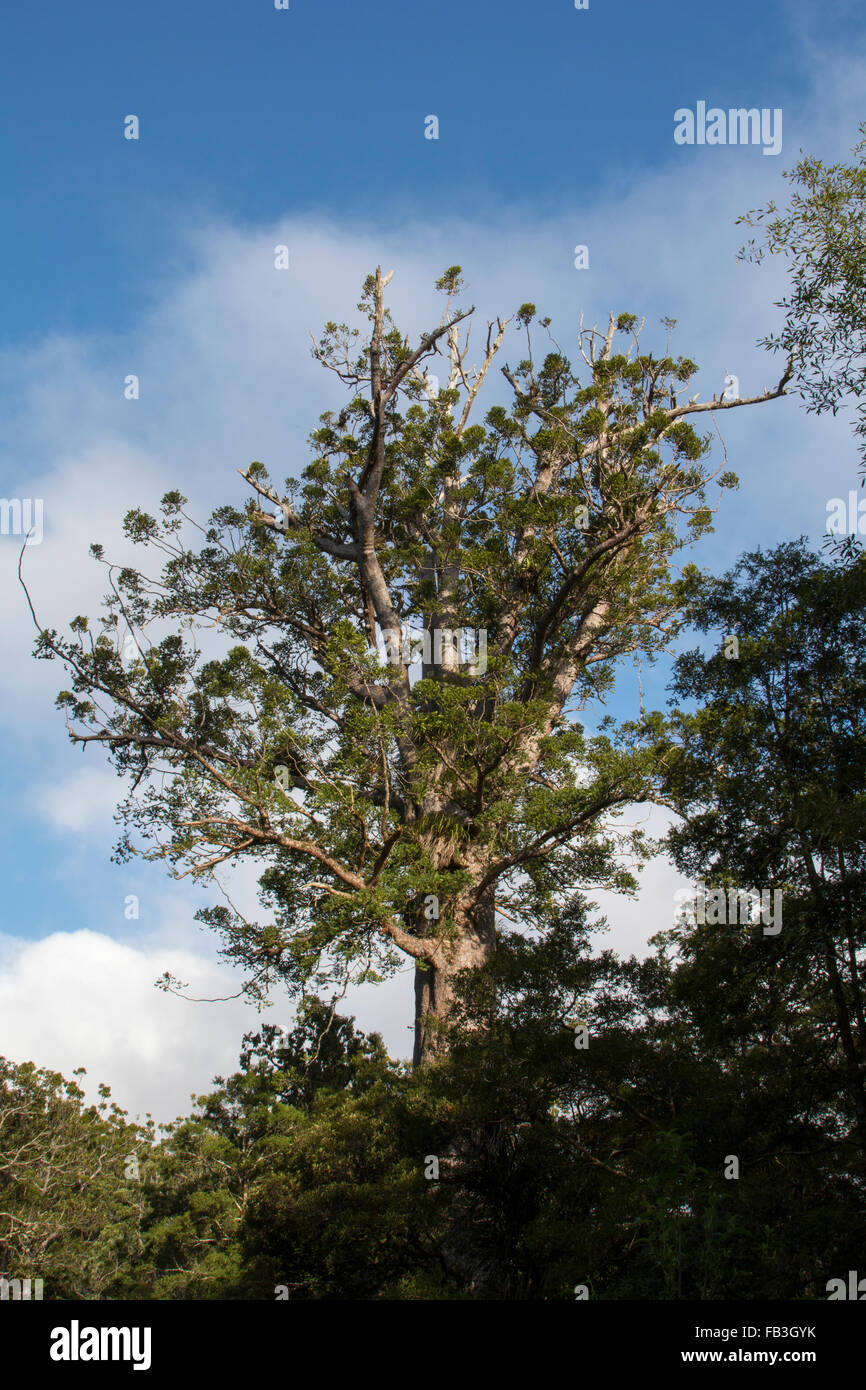 Omahuta Forest est un des plus impressionnants de la forêt de Kauri restants en Nouvelle-Zélande. Il est le sixième plus grand arbre Kauri. Banque D'Images
