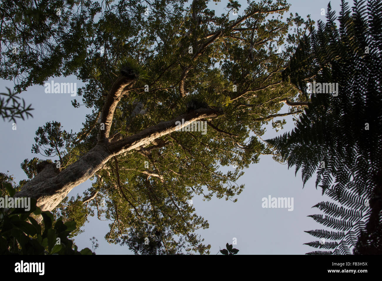 Omahuta Forest est un des plus impressionnants de la forêt de Kauri restants en Nouvelle-Zélande. Il est le sixième plus grand arbre Kauri. Banque D'Images