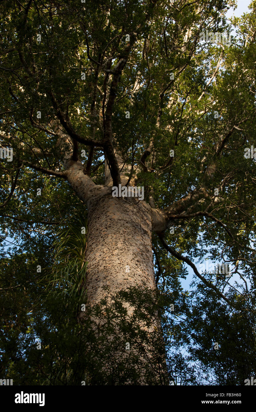 Omahuta Forest est un des plus impressionnants de la forêt de Kauri restants en Nouvelle-Zélande. Il est le sixième plus grand arbre Kauri. Banque D'Images