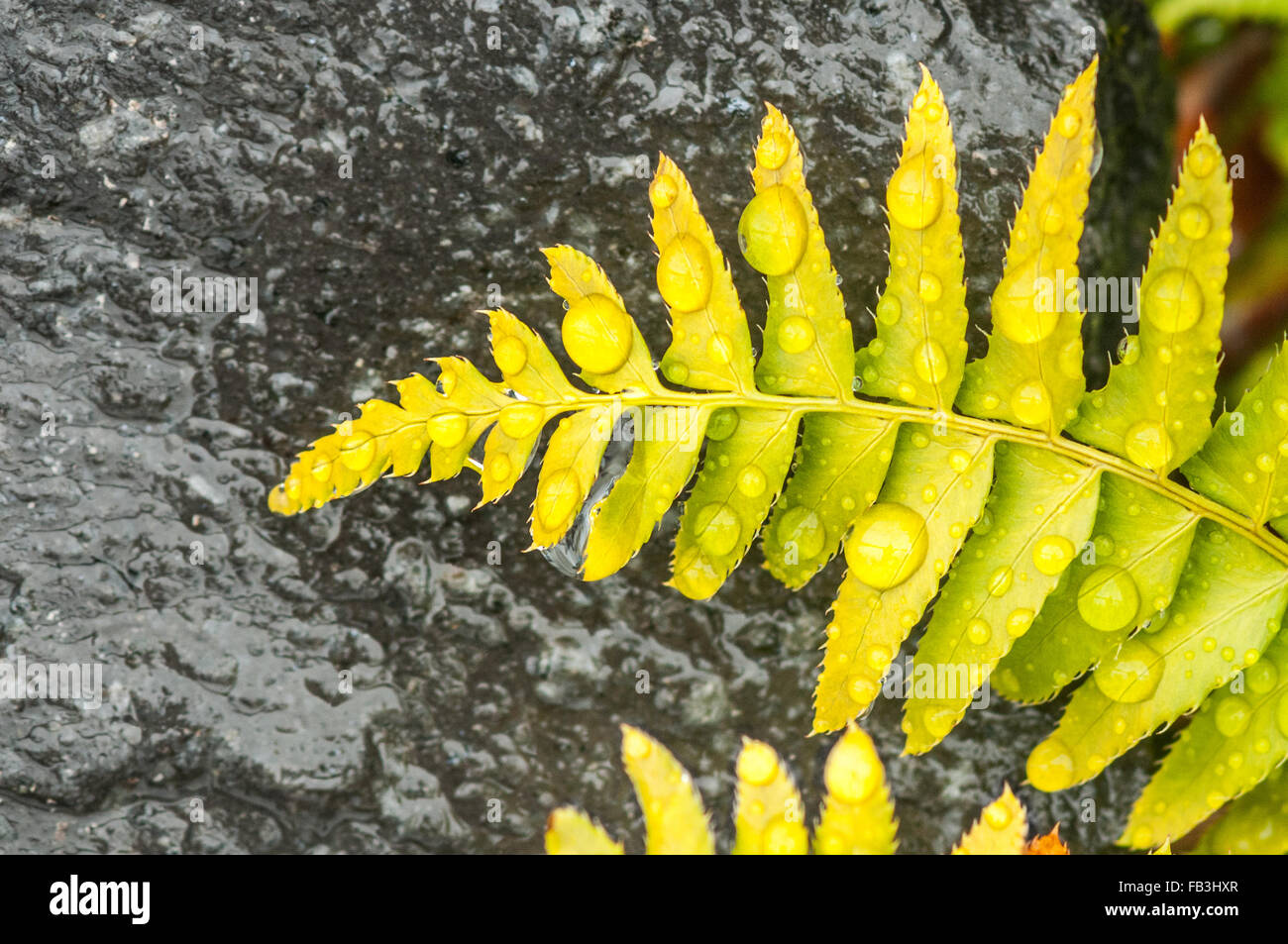 Les frondes vert-jaune d'une fougère alpine sont couverts dans les gouttelettes d'eau et les graines de surface d'un empierrement l'arrière-plan. Banque D'Images