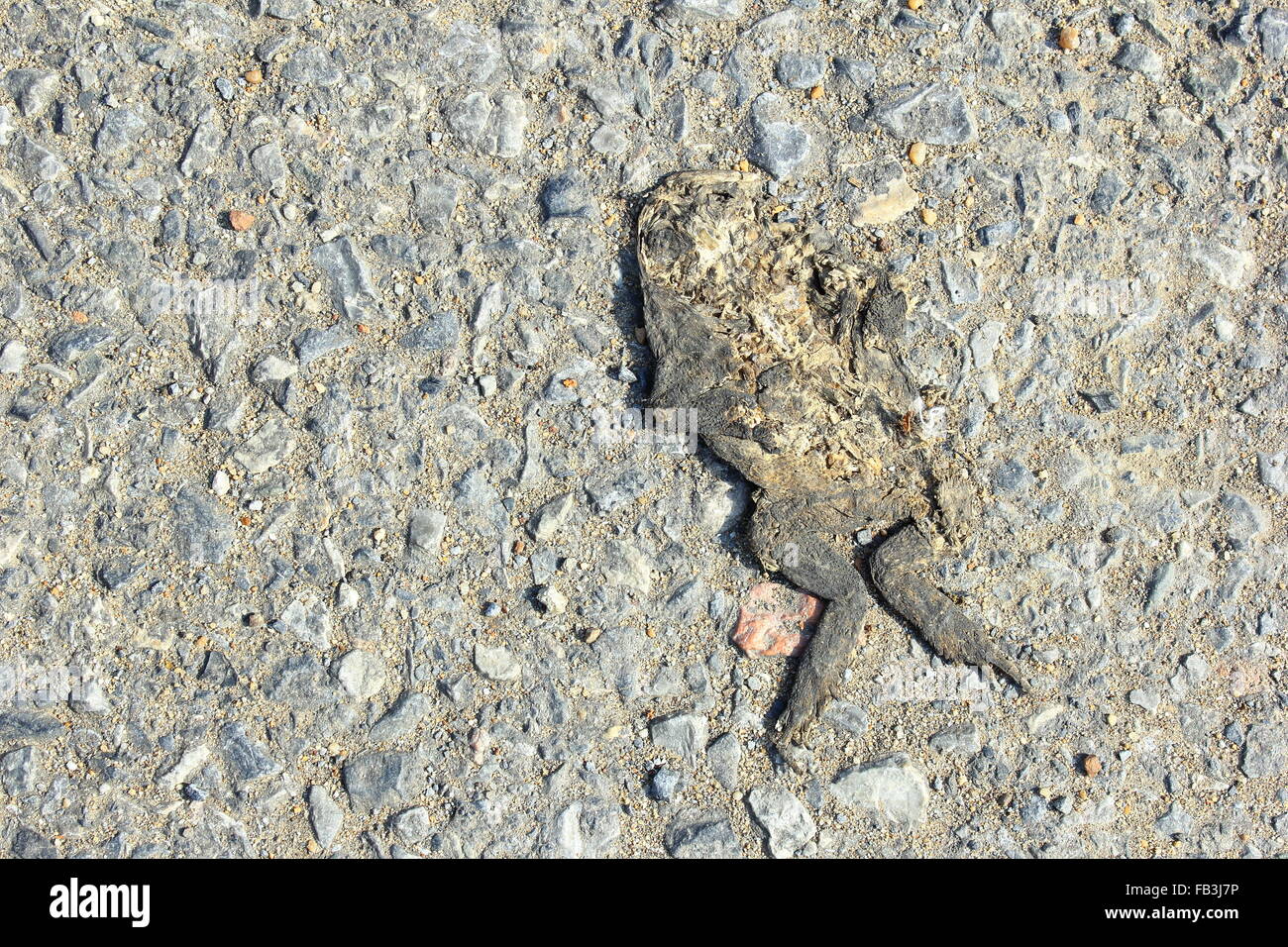 Résumé fond de grenouille malchanceuse écrasée par voiture Banque D'Images