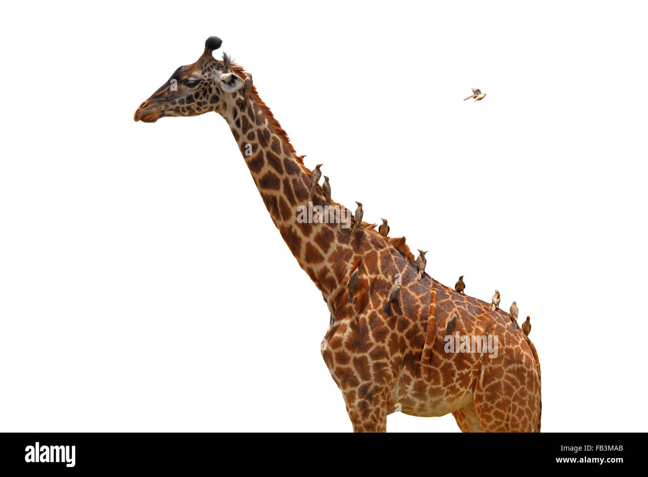 Une girafe couverts chez les oiseaux (oxpeckers) que sont le glanage il - isolé Banque D'Images