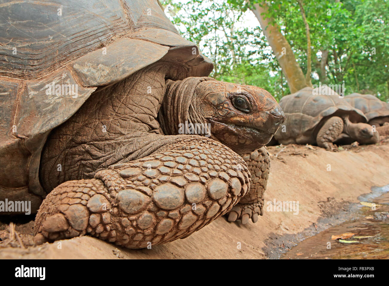 Les tortues géantes d'Aldabra (Aldabrachelys gigantea) sur l'île de prison, Zanzibar Banque D'Images