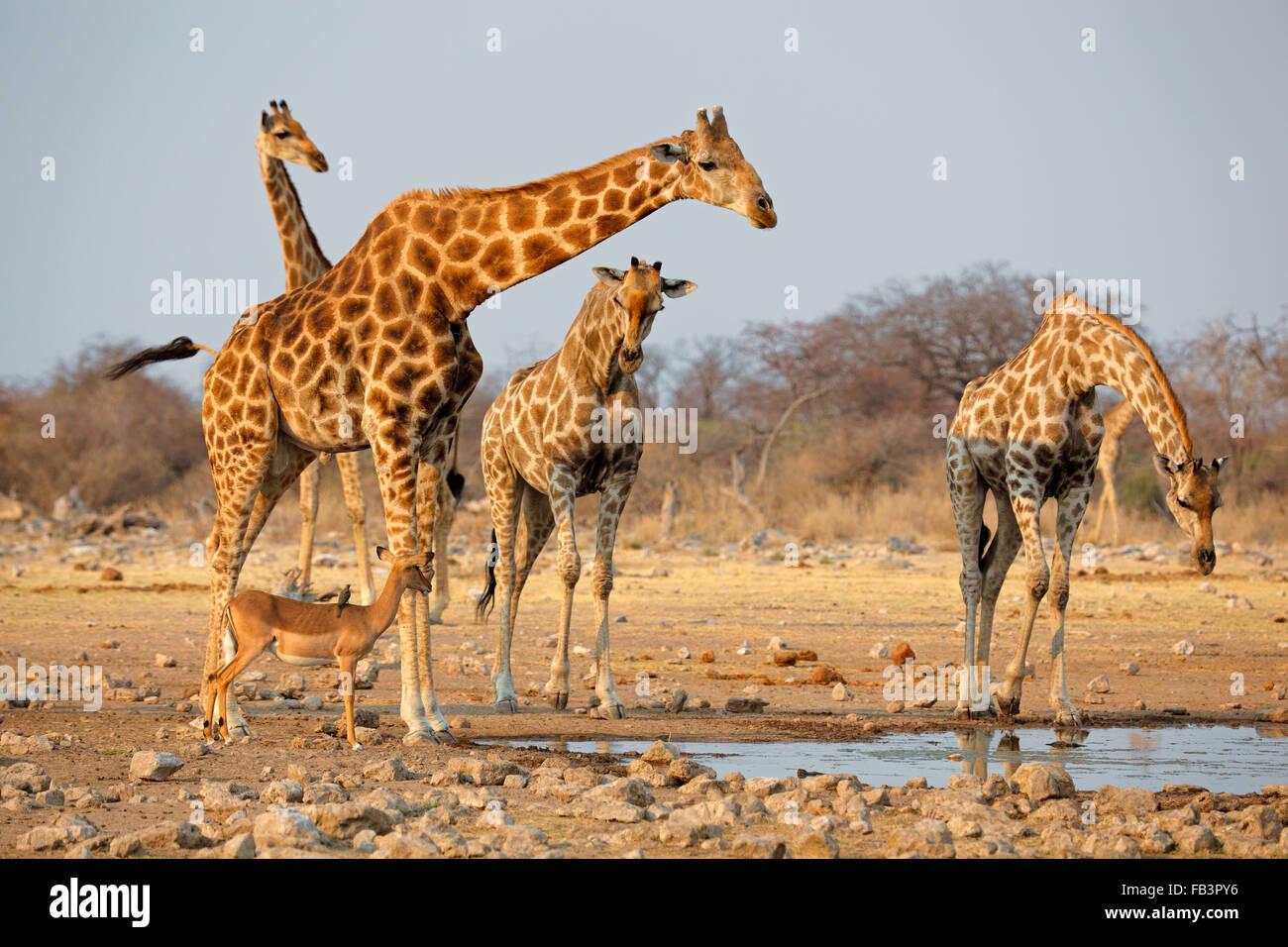 Troupeau de Girafe (Giraffa camelopardalis) à un étang, Etosha National Park, Namibie Banque D'Images