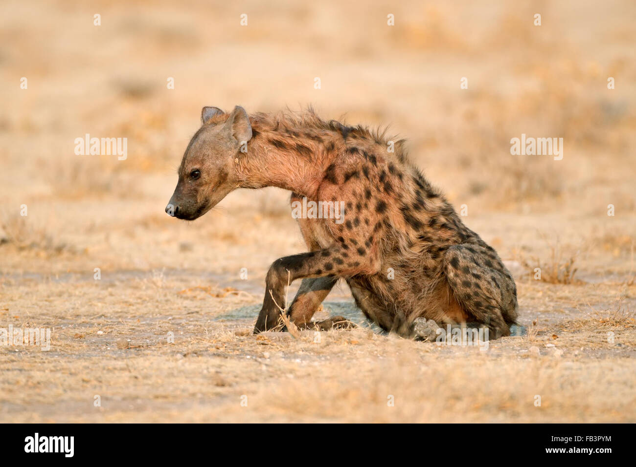 L'Hyène tachetée (Crocuta crocuta), Etosha National Park, Namibie Banque D'Images
