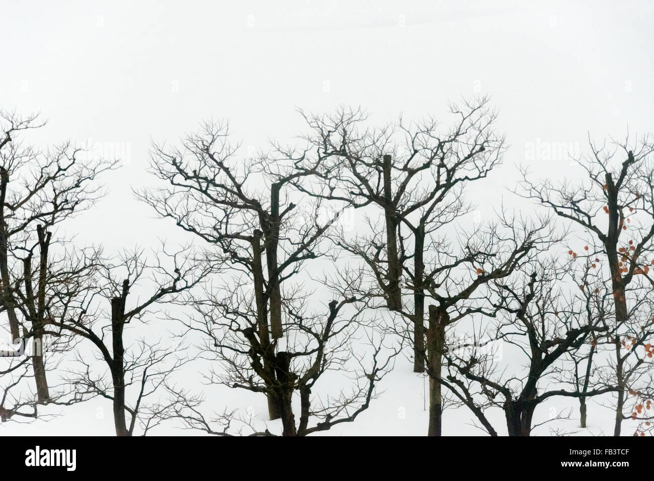 Les arbres dénudés sur la neige, préfecture de Gifu, Japon Banque D'Images