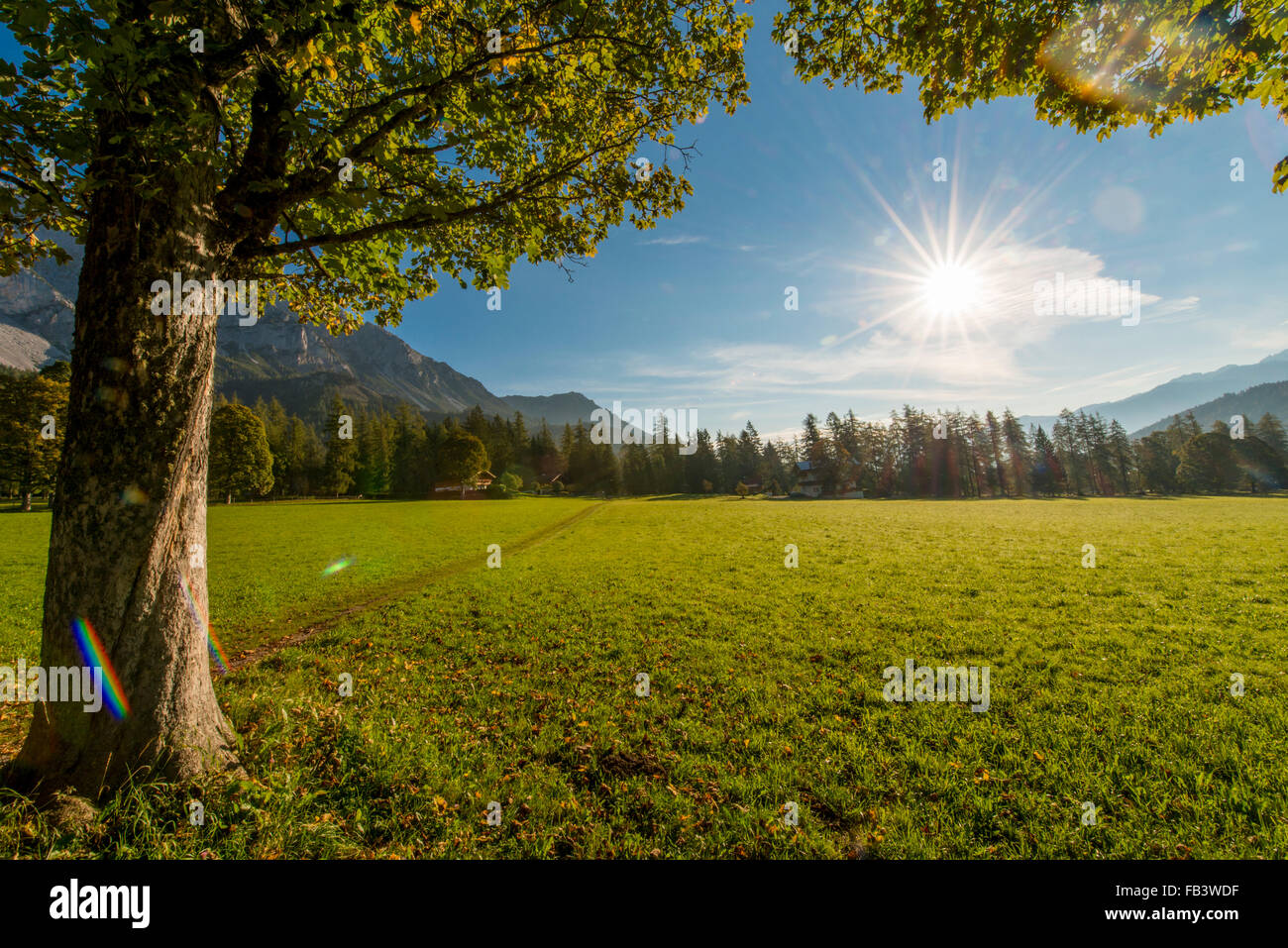 Vallée de Ramsau, arbres Acer pseudoplatanus, Styrie, Autriche, Ramsau Banque D'Images