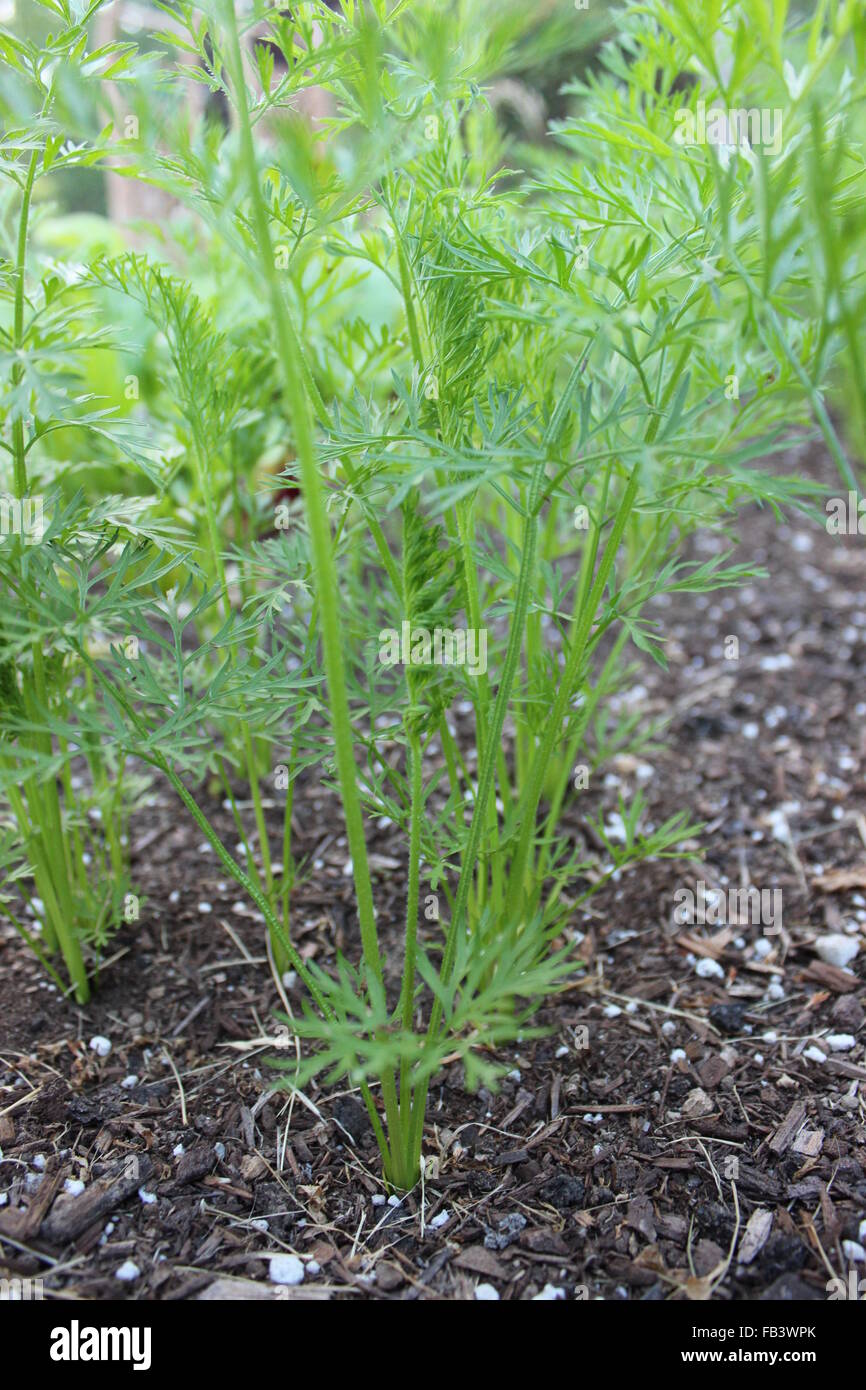 Les semis de carotte Banque D'Images