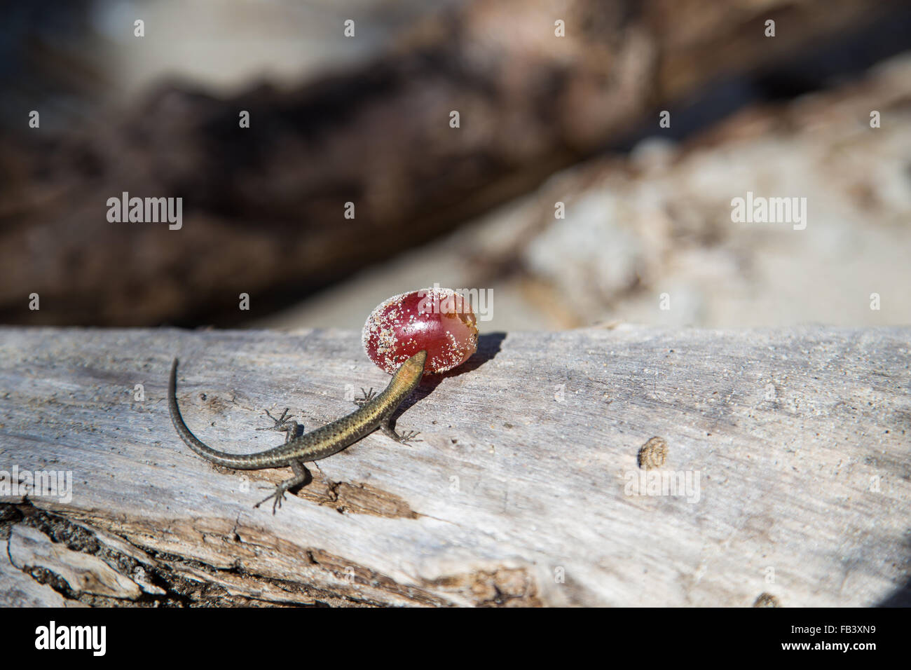 Photographie d'un petit gecko mange un raisin sur Dunk Island, Queensland, Australie. Banque D'Images