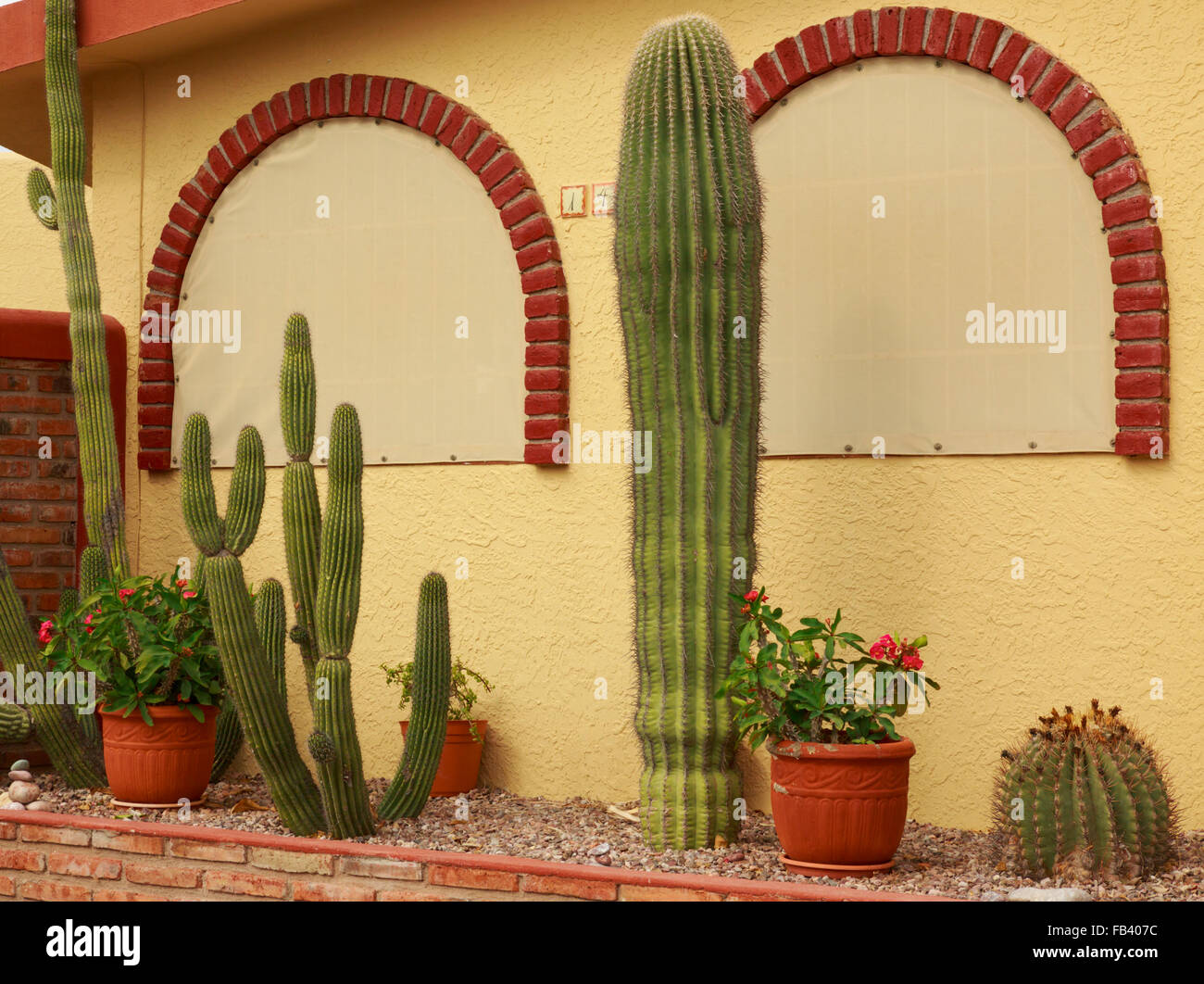 Jardin d'acti à côté d'un maison de style adobe à Tucson, Arizona, USA Banque D'Images