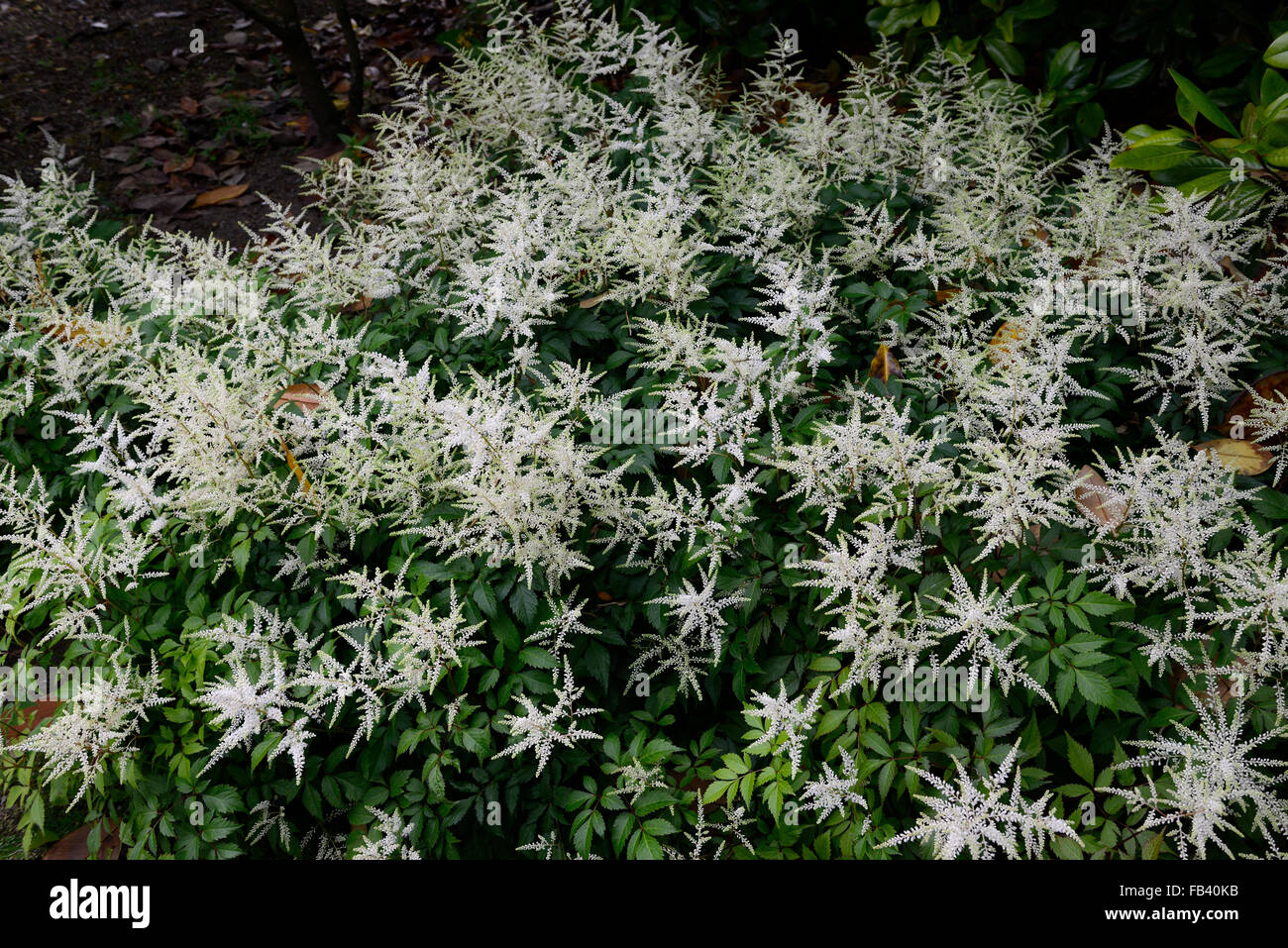 Aruncus diocus barbe barbe chèvres formant bouquet de fleurs d'été fleurs Crème vivaces ombre floraison floral RM bois ombragée Banque D'Images