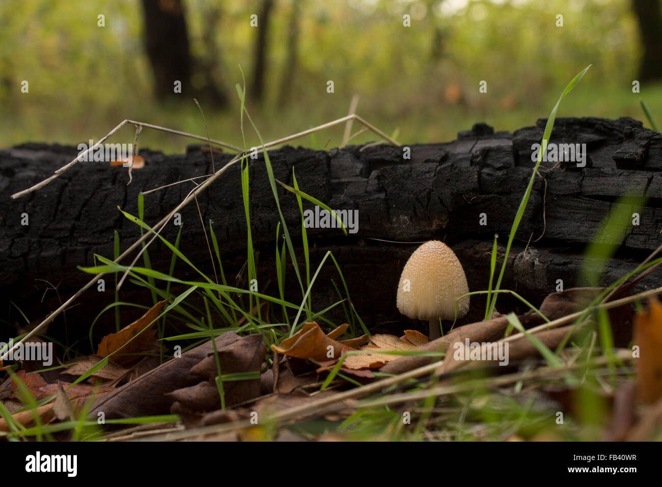 Dans la forêt de champignons Banque D'Images