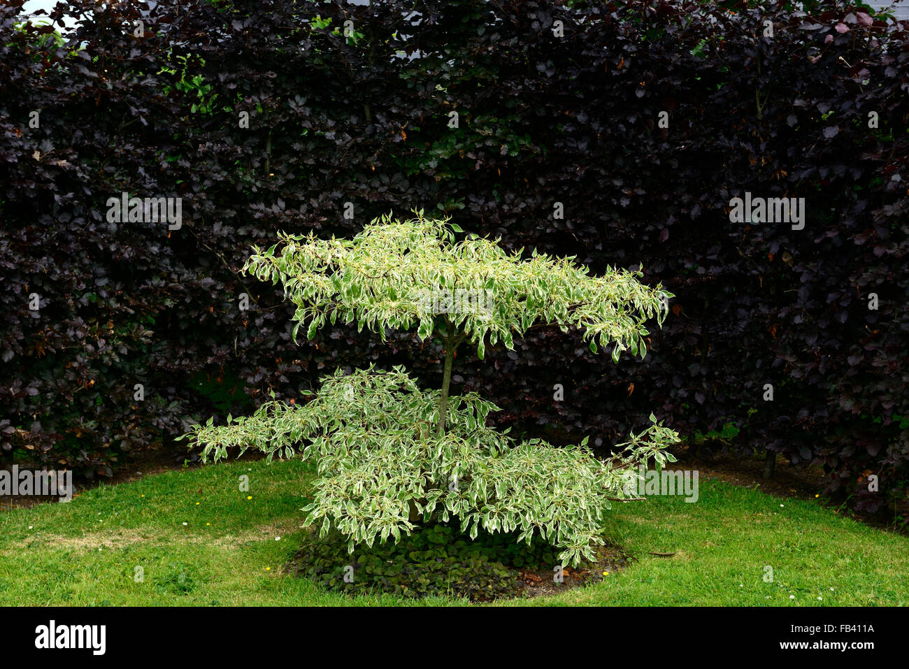 Fagus sylvatica purpurea hedge cornus controversa variegata contrsating les arbres feuillus contraste couleur jardin floral RM Banque D'Images