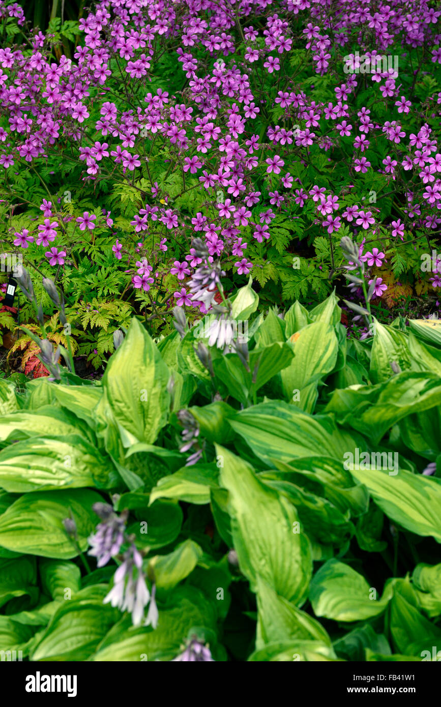 Geranium palmatum fleurs rose vert feuillage panaché hosta quitte la plantation floraison jardin combinaison régime Floral RM Banque D'Images