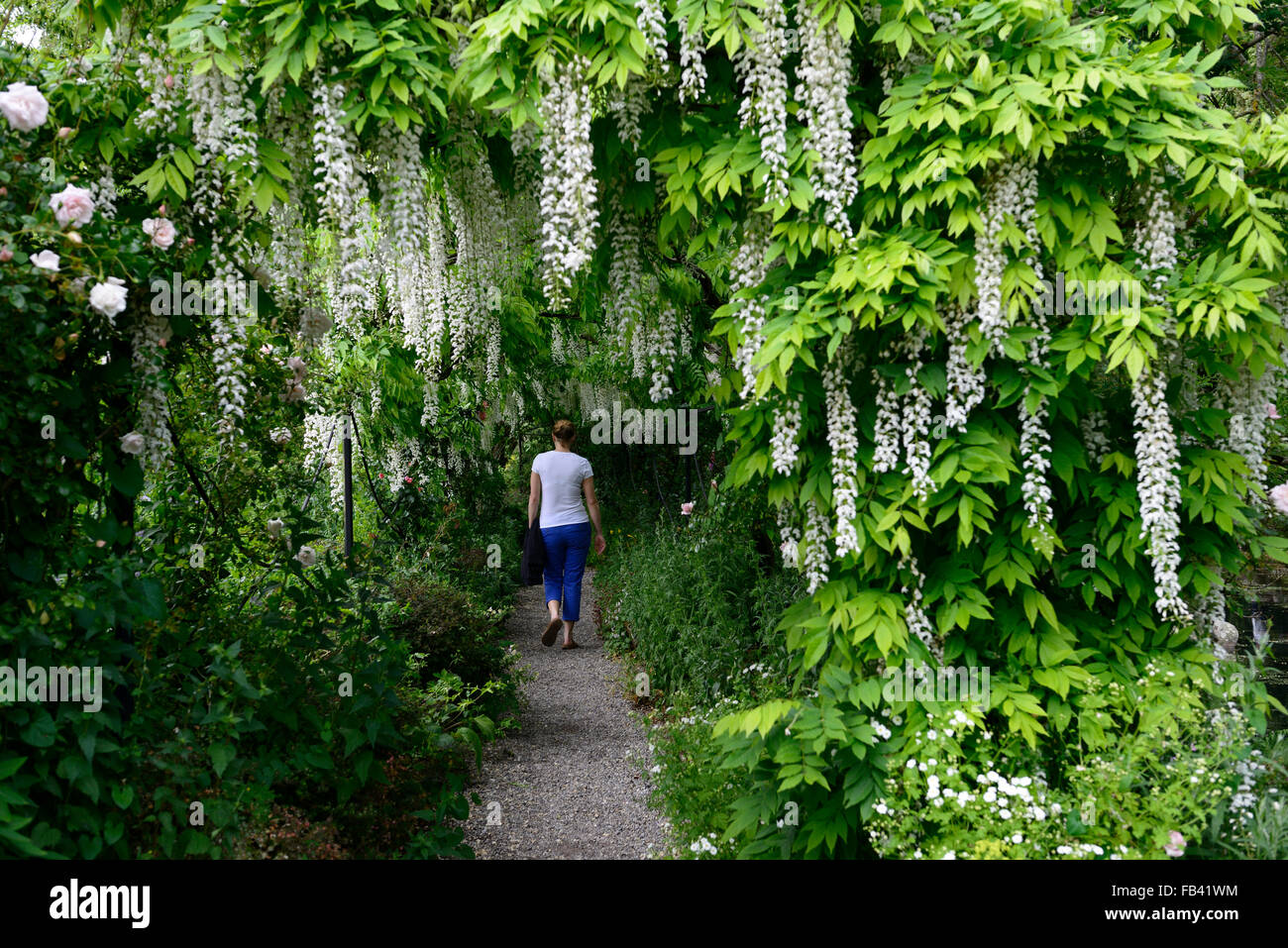 Wisteria sinensis blanc arqué pergola arche à pied fleur fleurs tunnel piétons couverts couverture grimpeur floraison printemps Floral RM Banque D'Images