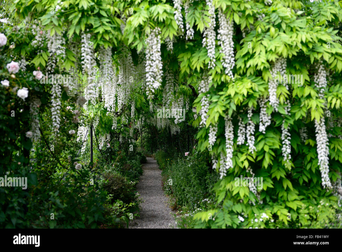 Wisteria sinensis blanc arqué pergola arche à pied fleur fleurs tunnel piétons couverts couverture grimpeur floraison printemps Floral RM Banque D'Images