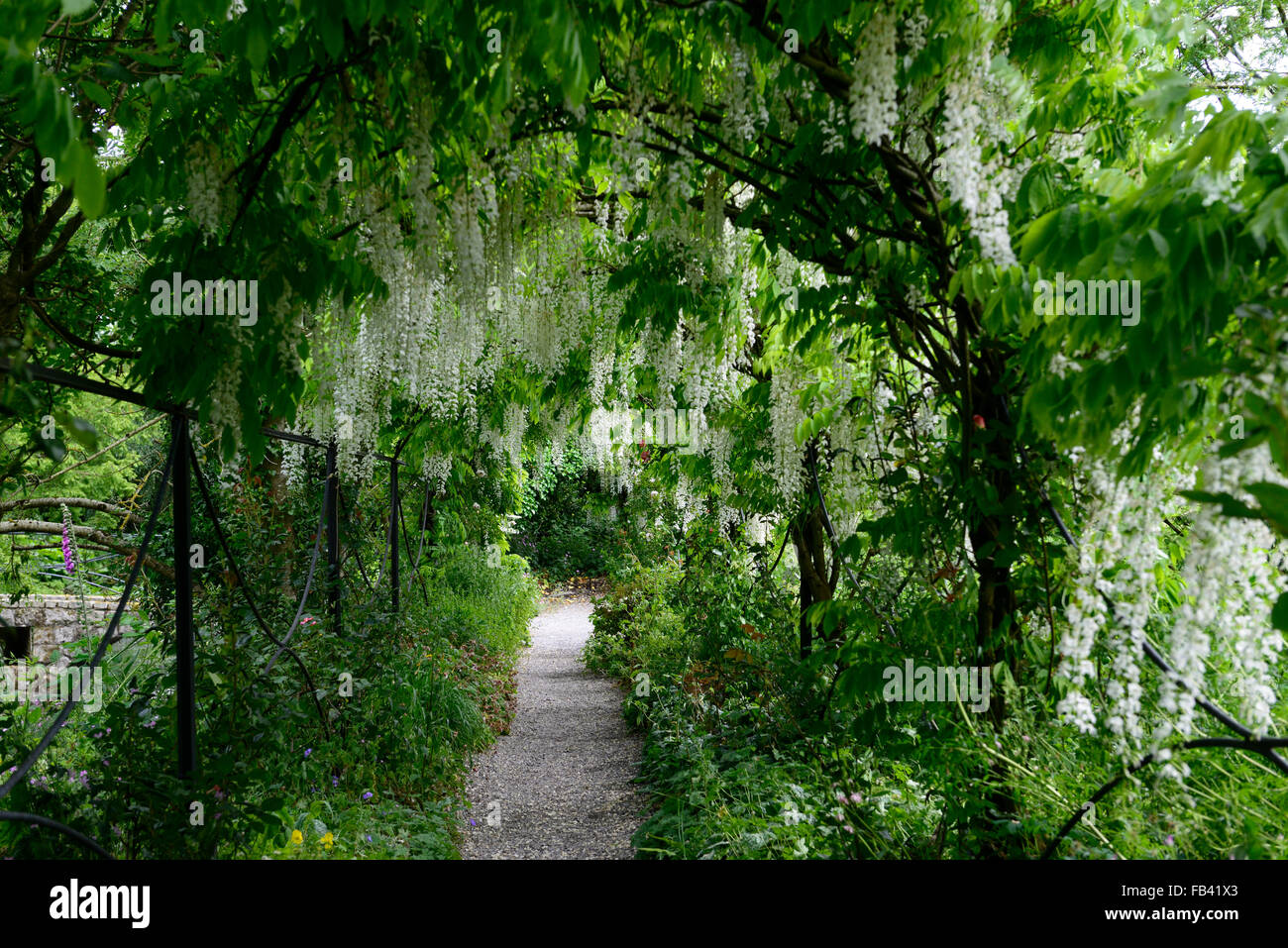 Wisteria sinensis blanc arqué pergola arche à pied fleur fleurs tunnel piétons couverts couverture grimpeur floraison printemps Floral RM Banque D'Images