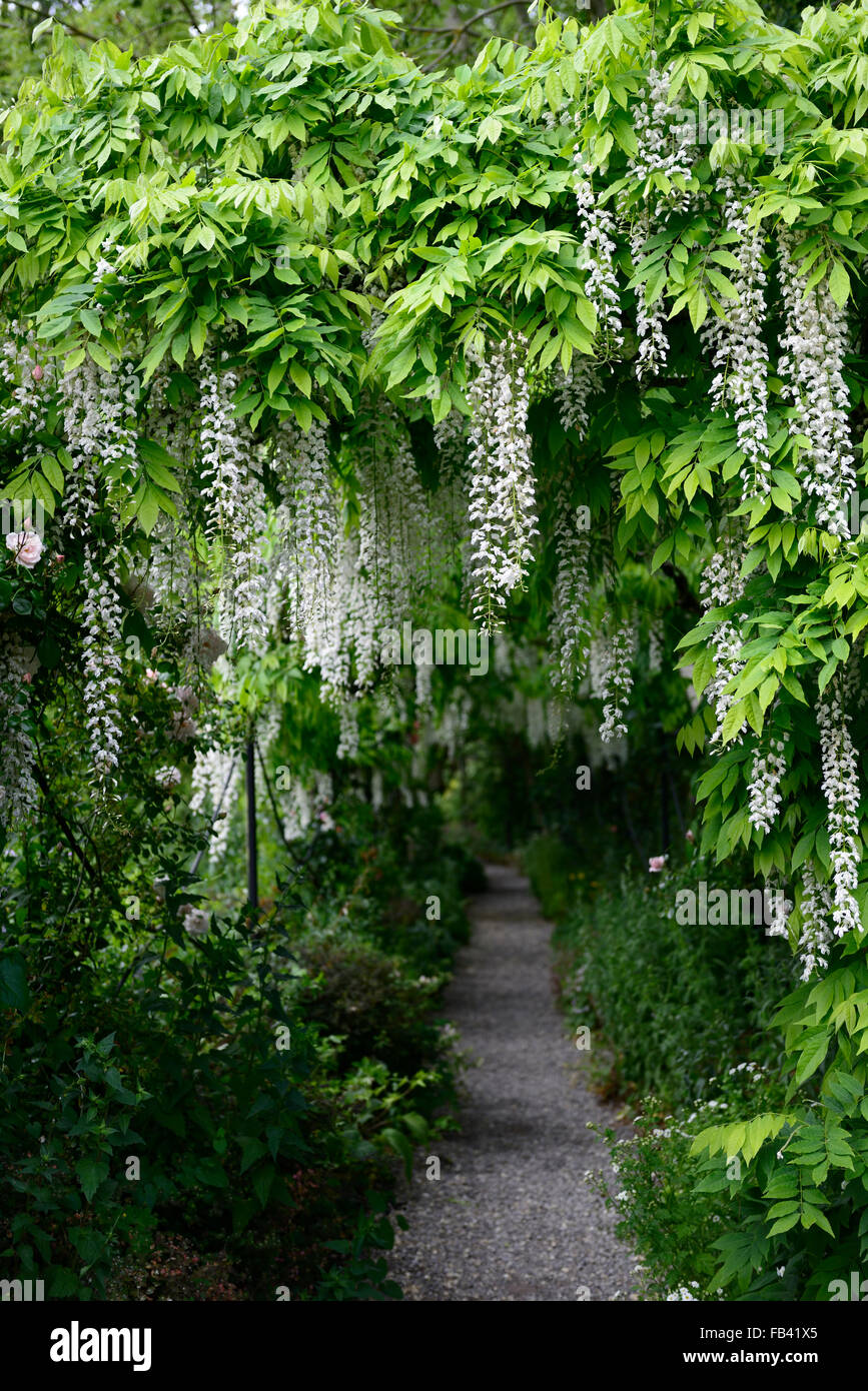 Wisteria sinensis blanc arqué pergola arche à pied fleur fleurs tunnel piétons couverts couverture grimpeur floraison printemps Floral RM Banque D'Images