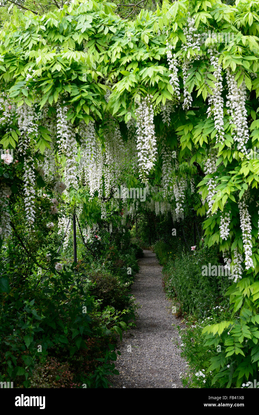 Wisteria sinensis blanc arqué pergola arche à pied fleur fleurs tunnel piétons couverts couverture grimpeur floraison printemps Floral RM Banque D'Images