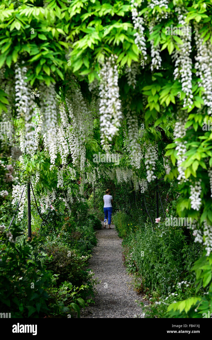 Wisteria sinensis blanc arqué pergola arche à pied fleur fleurs tunnel piétons couverts couverture grimpeur floraison printemps Floral RM Banque D'Images