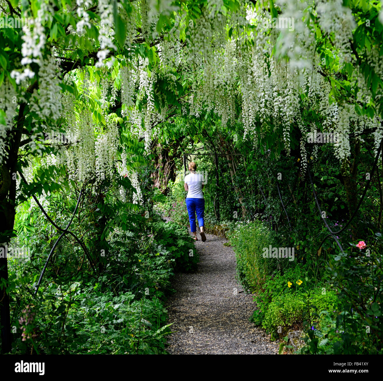Wisteria sinensis blanc arqué pergola arche à pied fleur fleurs tunnel piétons couverts couverture grimpeur floraison printemps Floral RM Banque D'Images