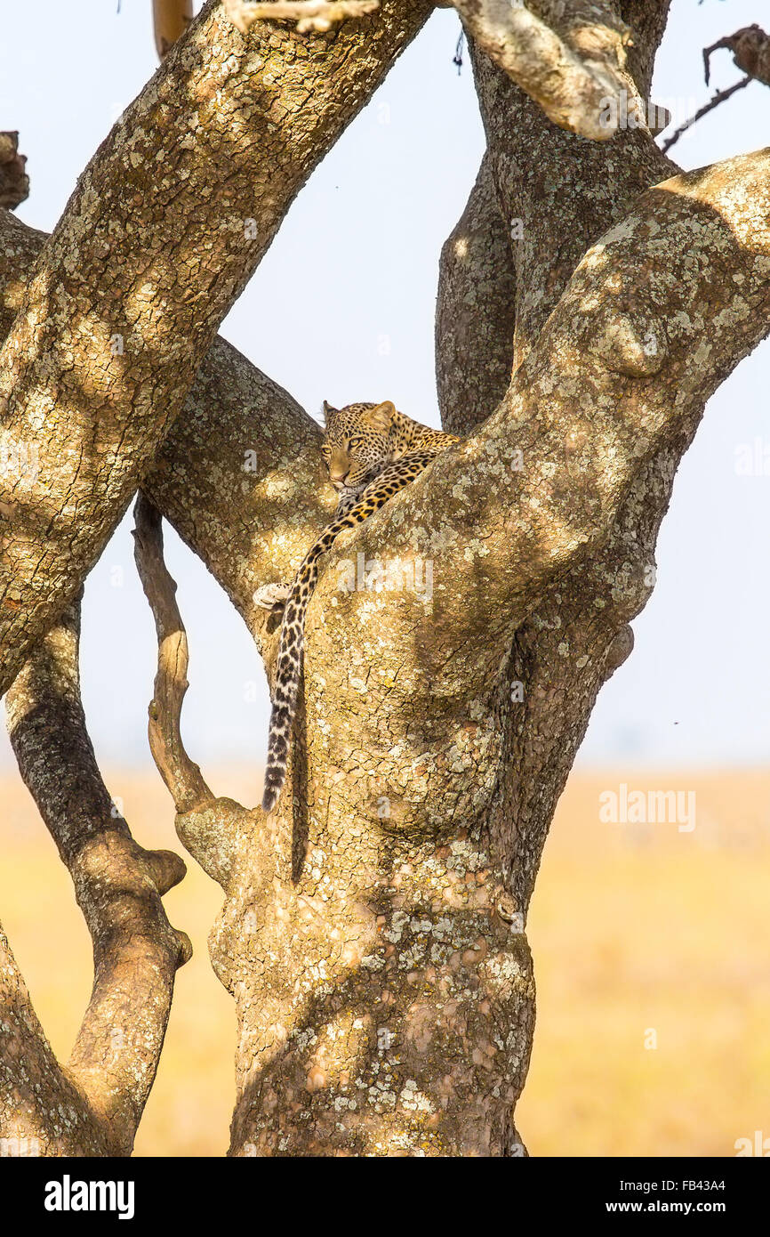 Leopard repose dans un arbre après repas Banque D'Images