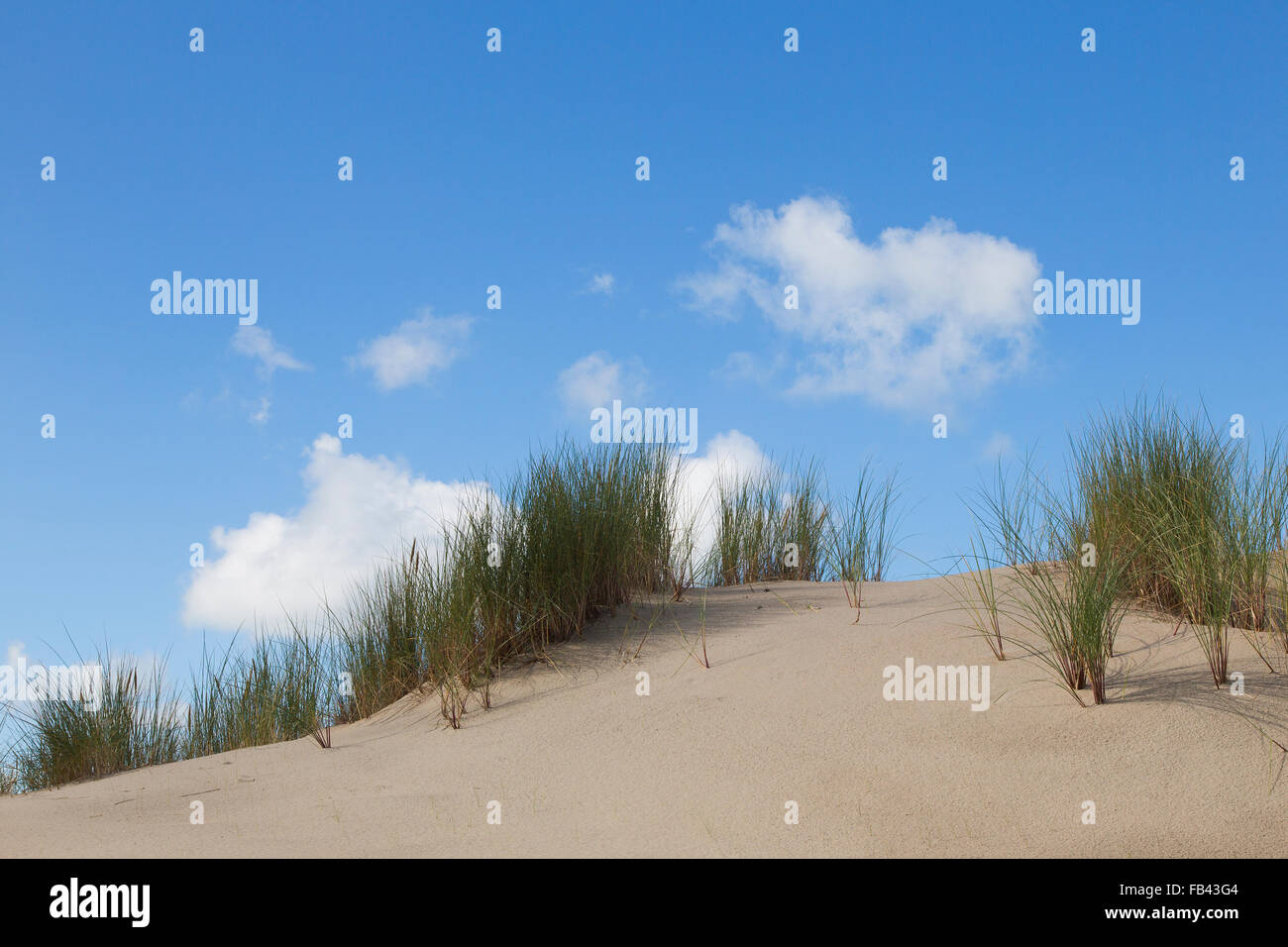 Dunes de sable avec l'ammophile à ligule courte (Ammophila arenaria) sur ciel bleu avec des nuages blancs Banque D'Images